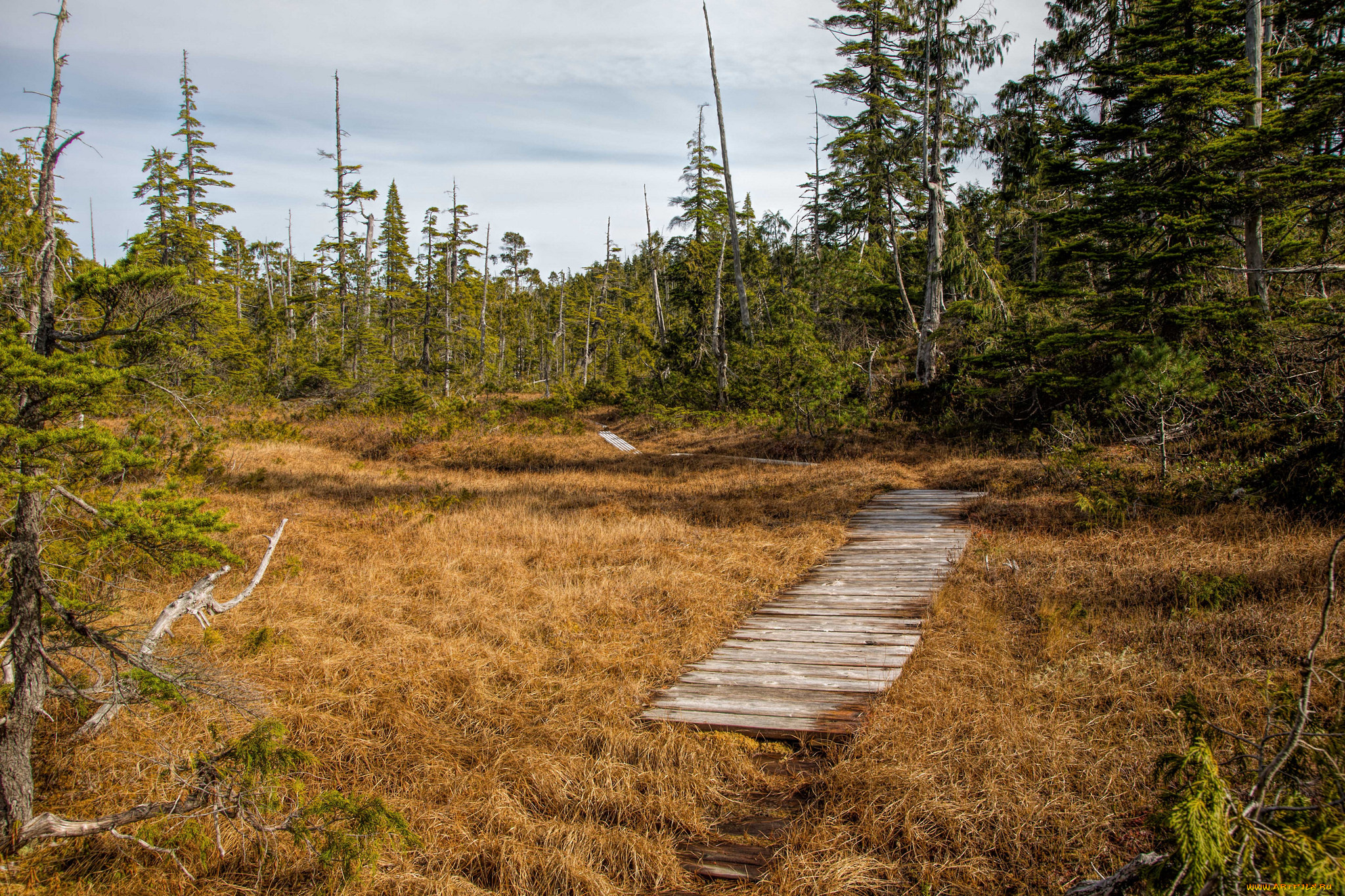 природа, дороги, тропинка, ели