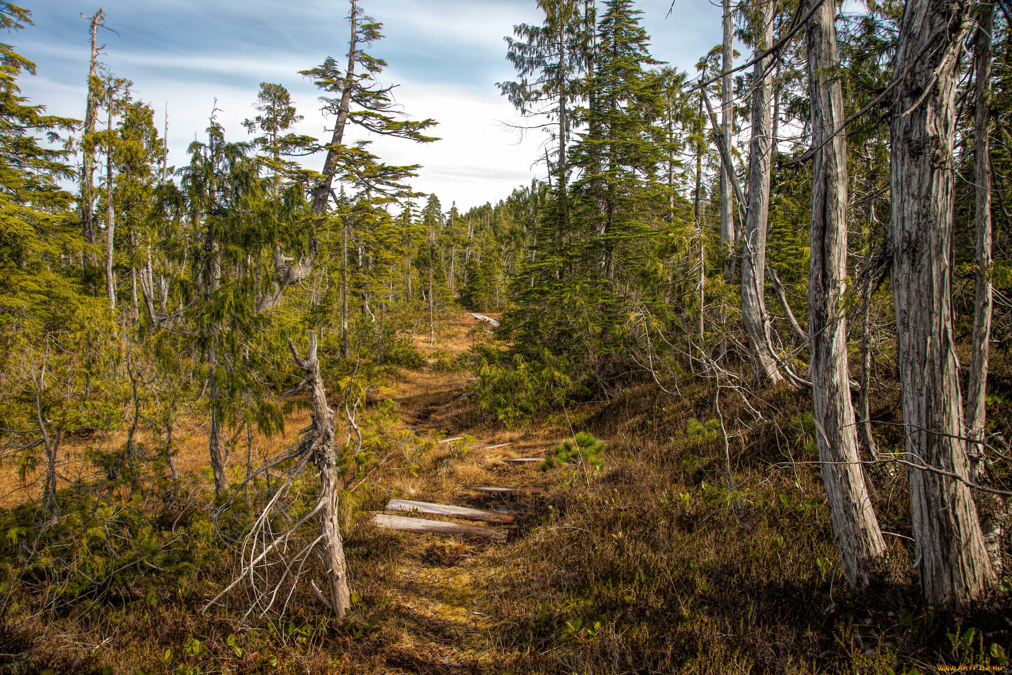 природа, дороги, тропинка, ели