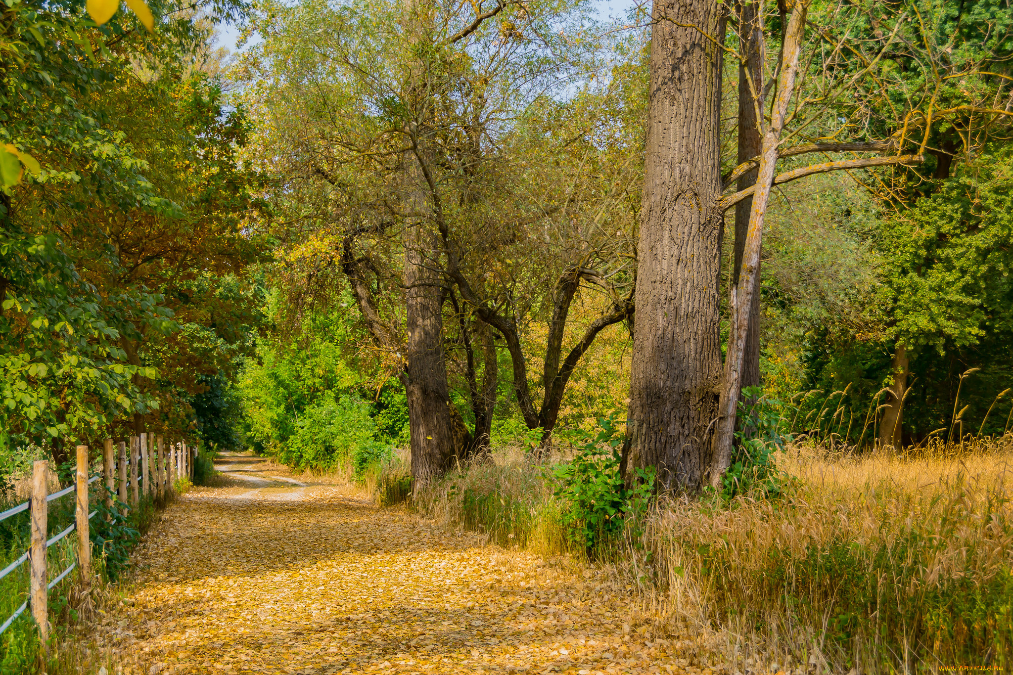 природа, дороги, тропинка, лес, осень