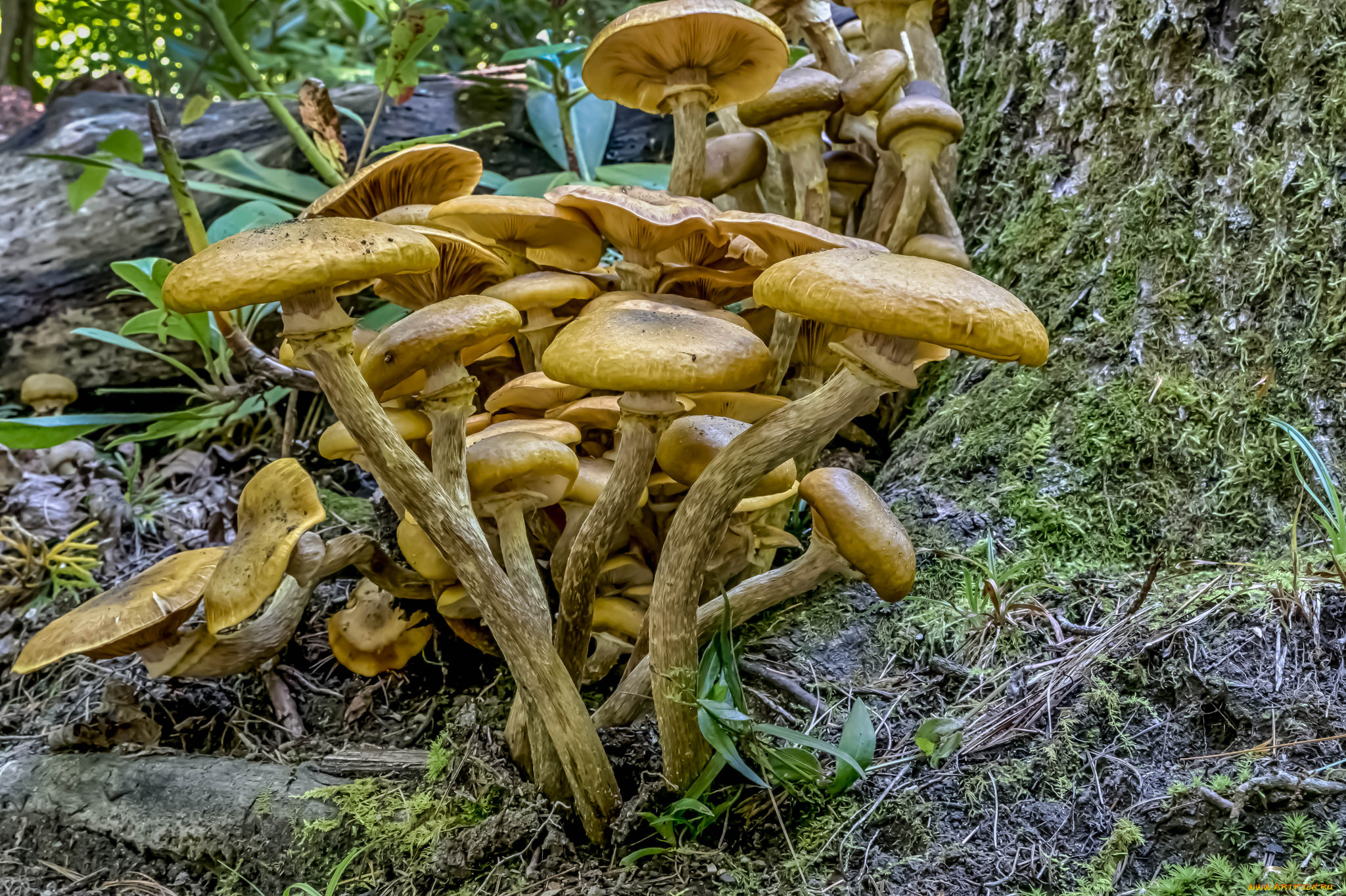 природа, грибы, опята