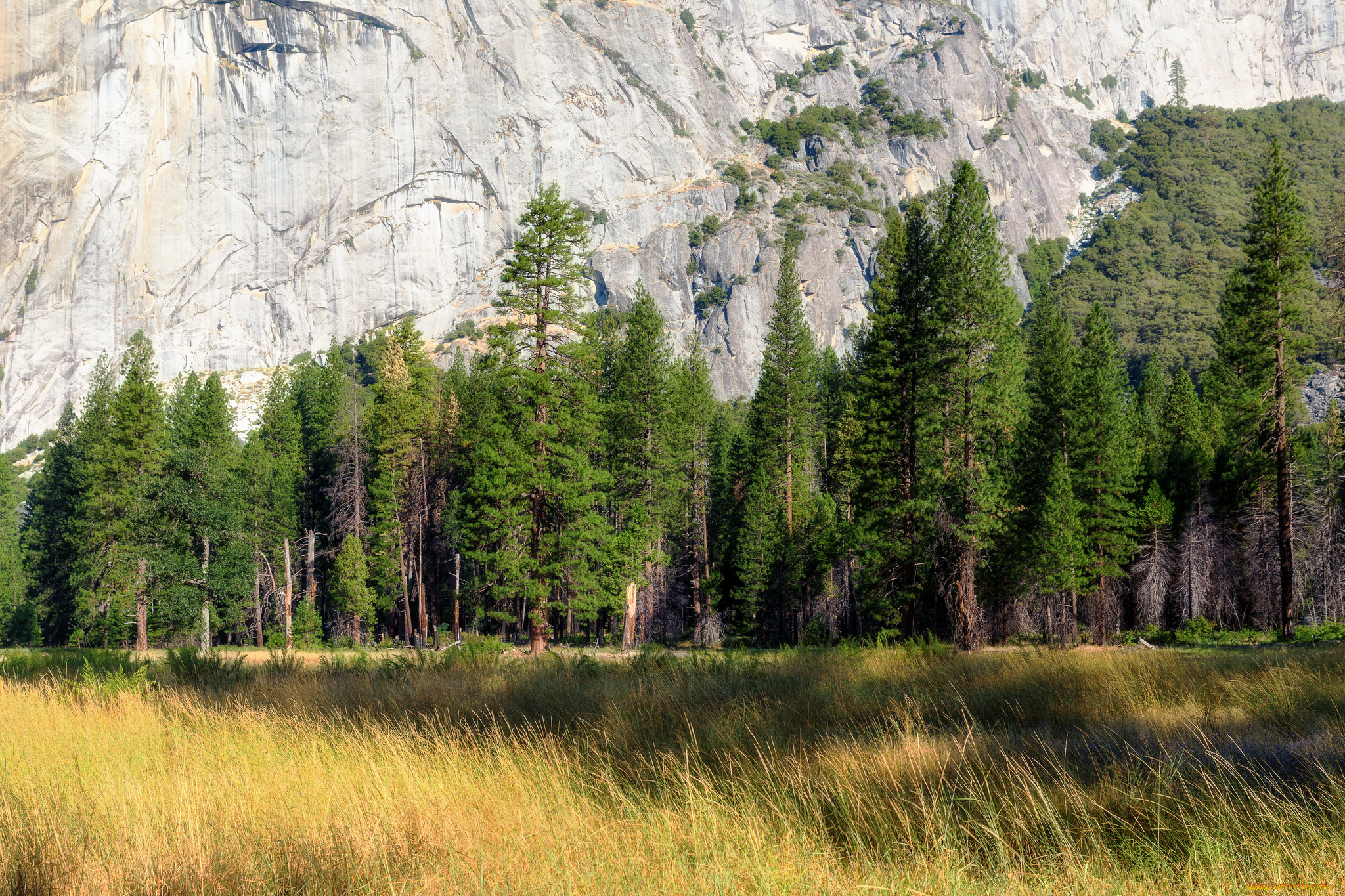 природа, лес, трава, ели, скалы