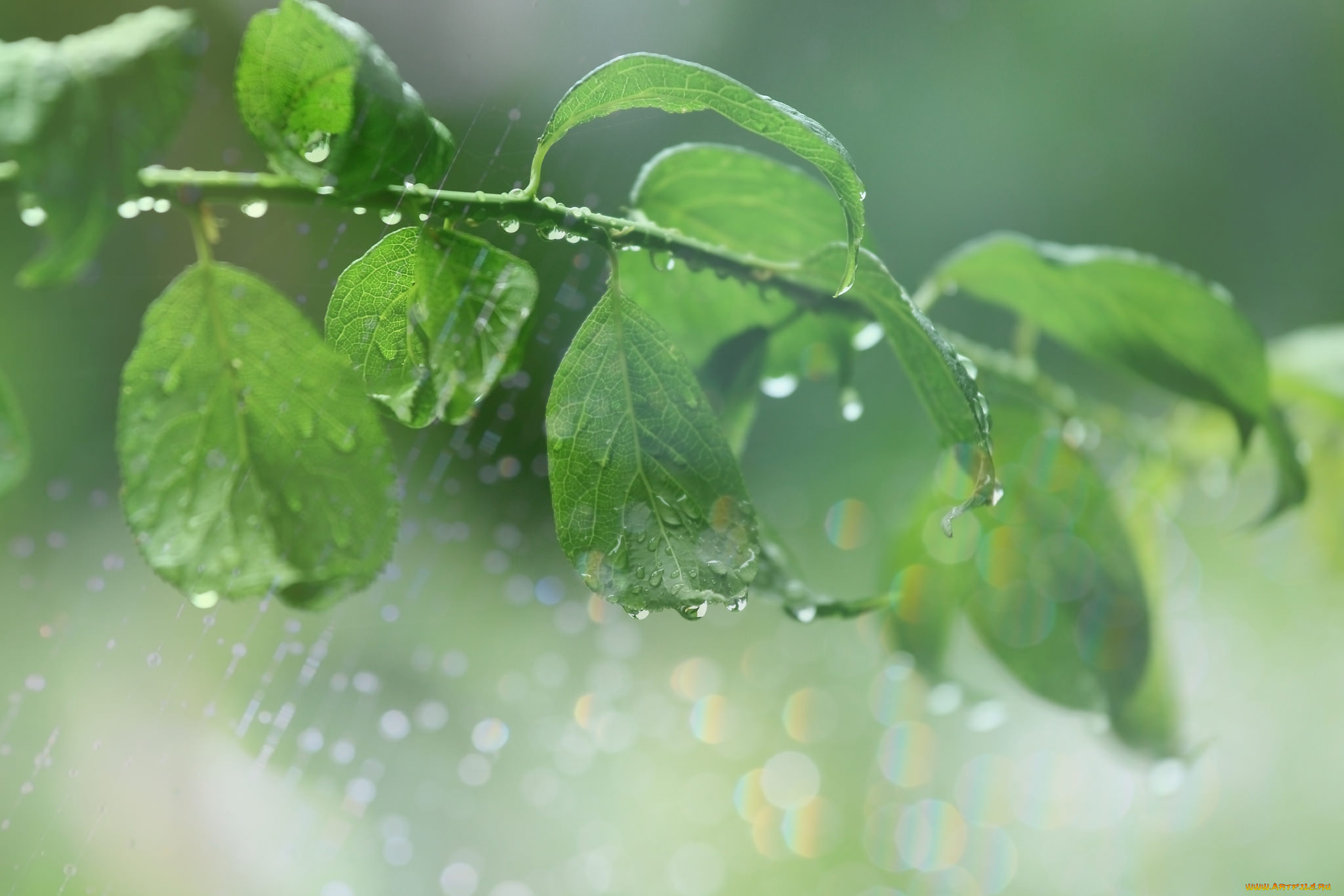 природа, листья, паутина, макро, капли