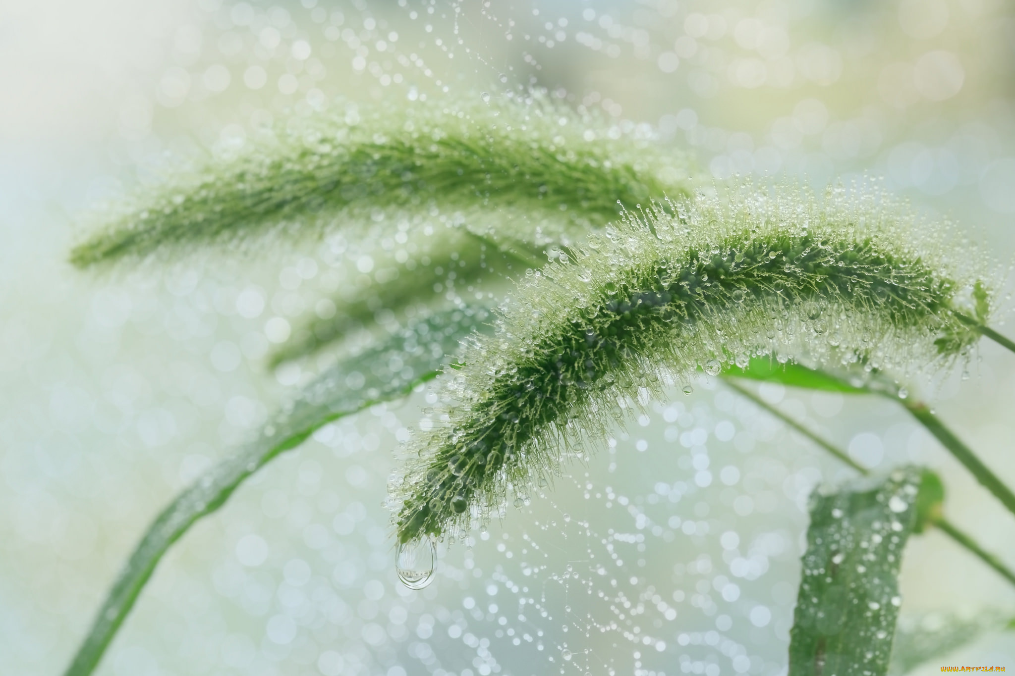 природа, макро, трава, колосок, капли, роса