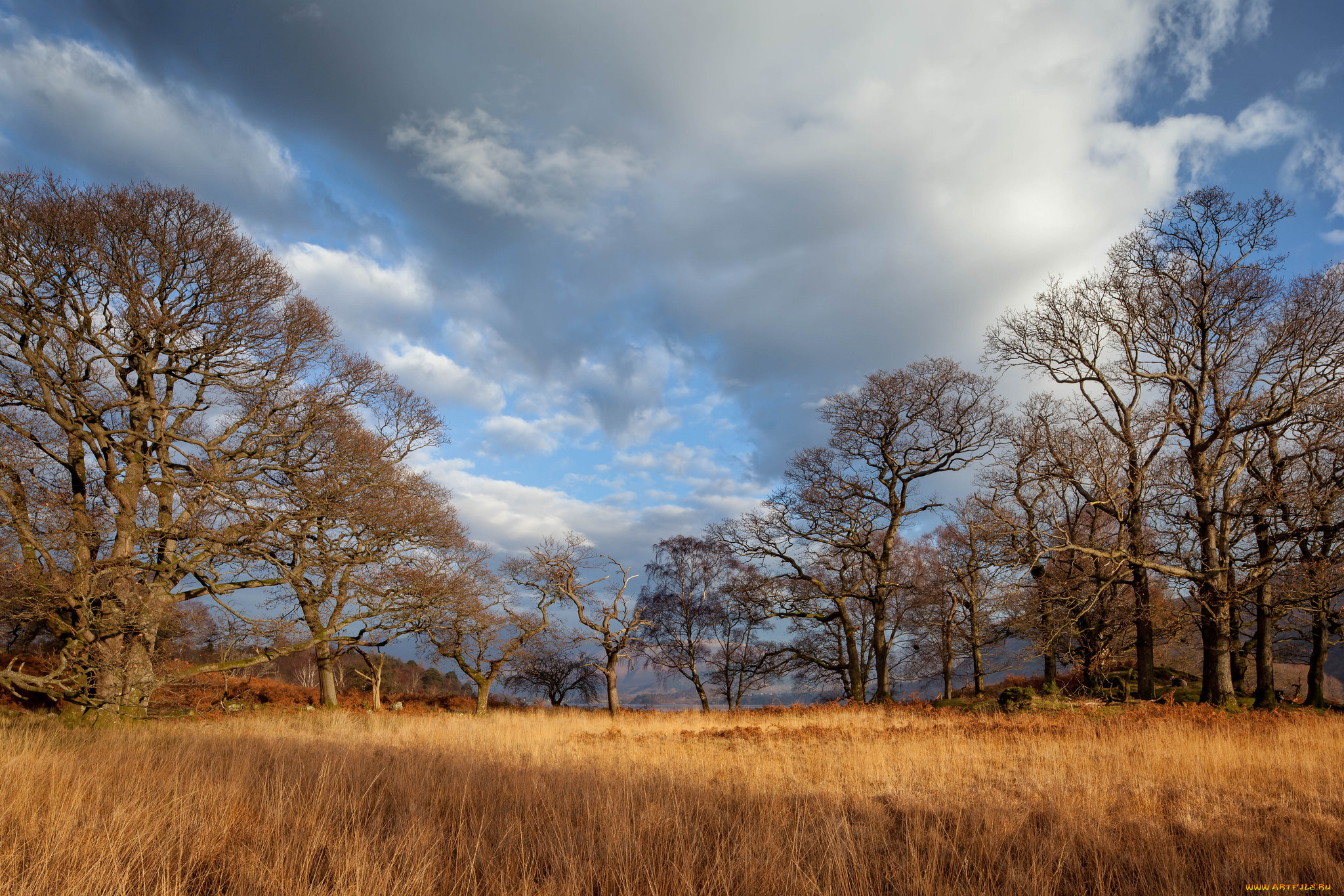 природа, пейзажи, деревья, трава, поляна