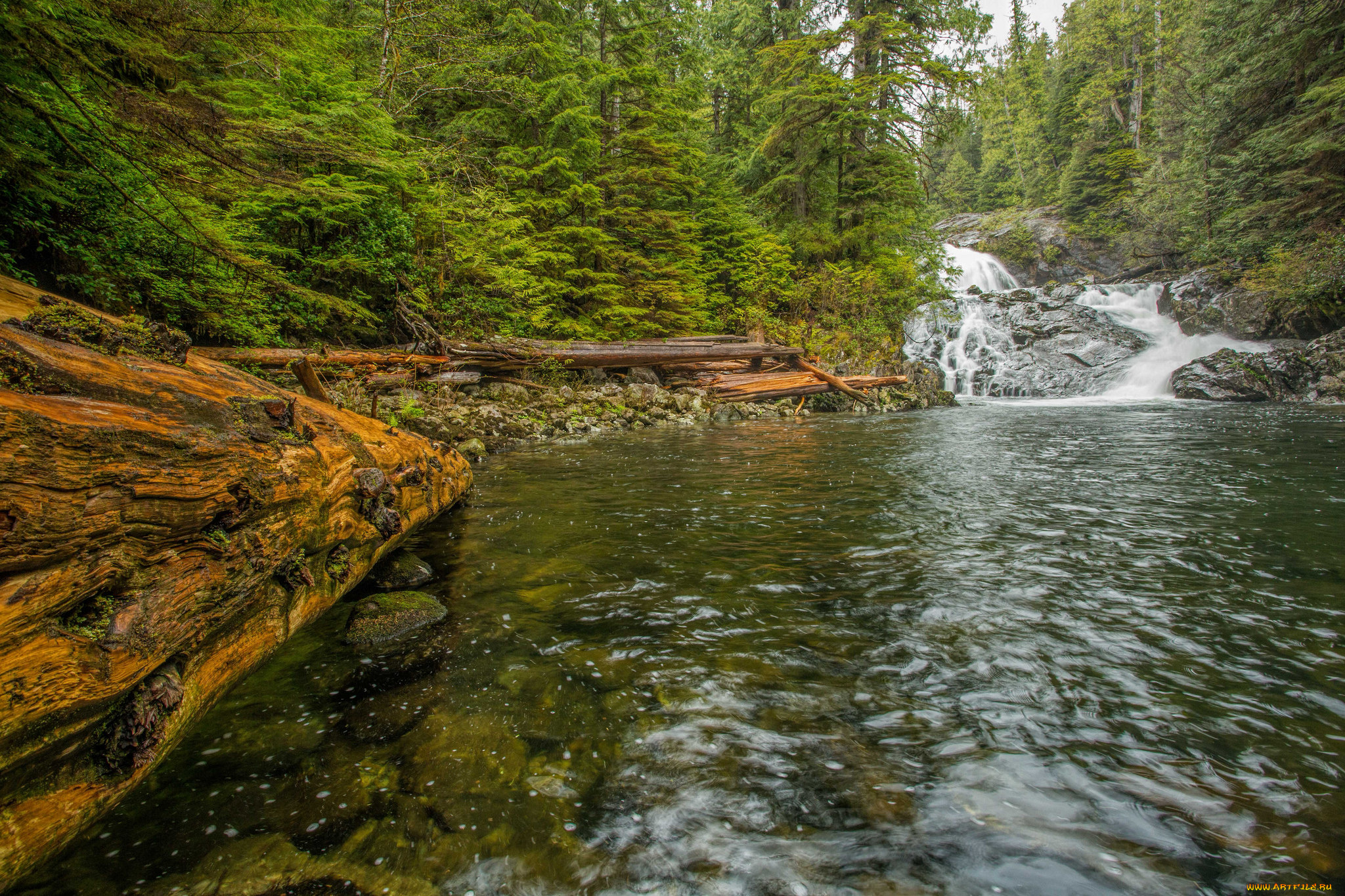 природа, реки, озера, лес, река