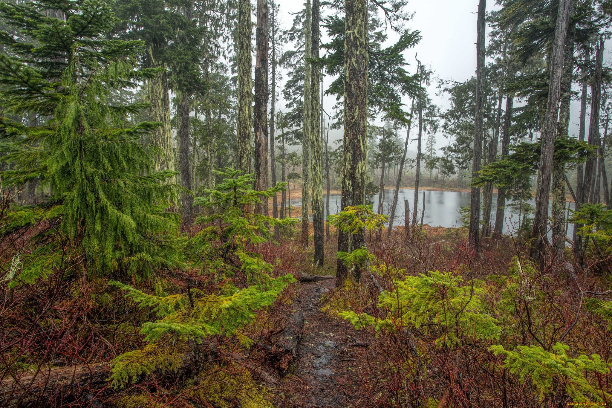 природа, реки, озера, лес, река