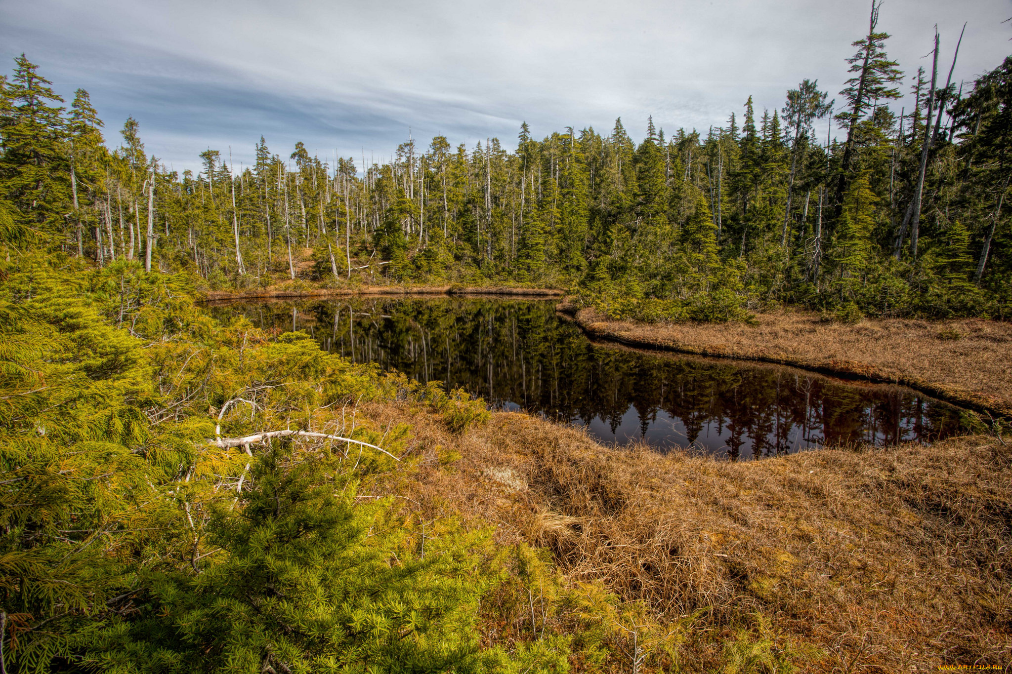 природа, реки, озера, лес, река