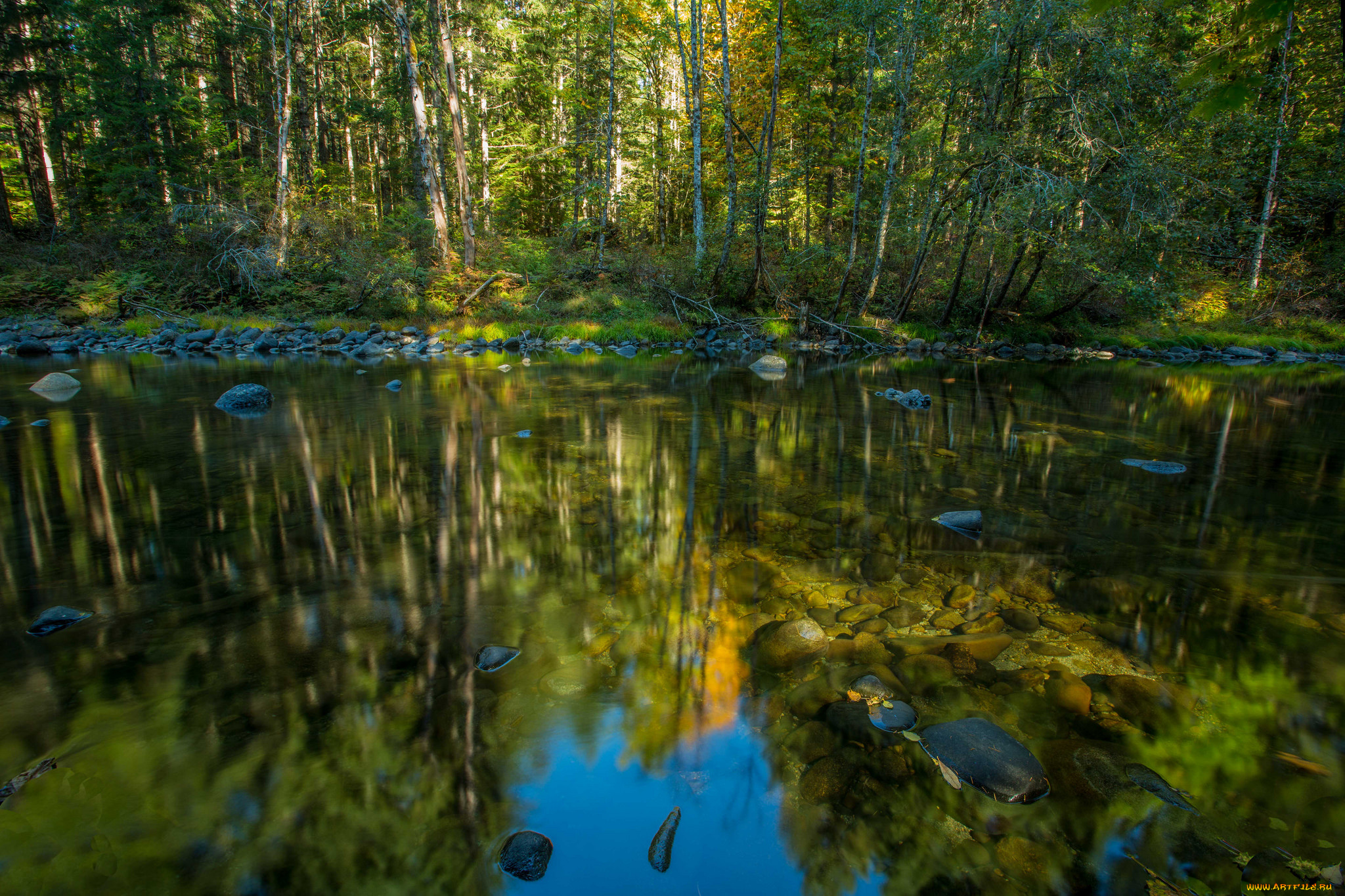 природа, реки, озера, лес, река