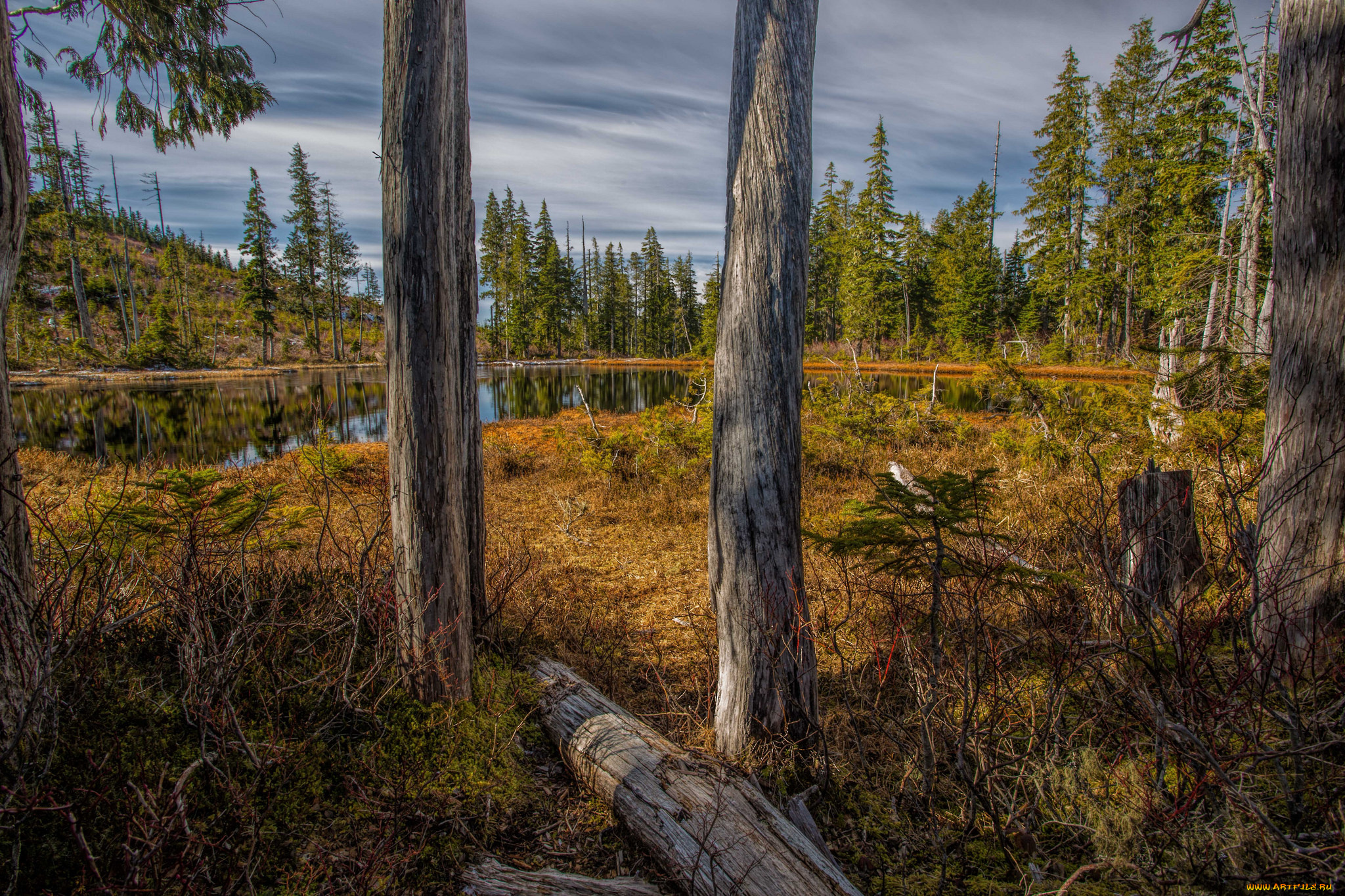 природа, реки, озера, река, лес