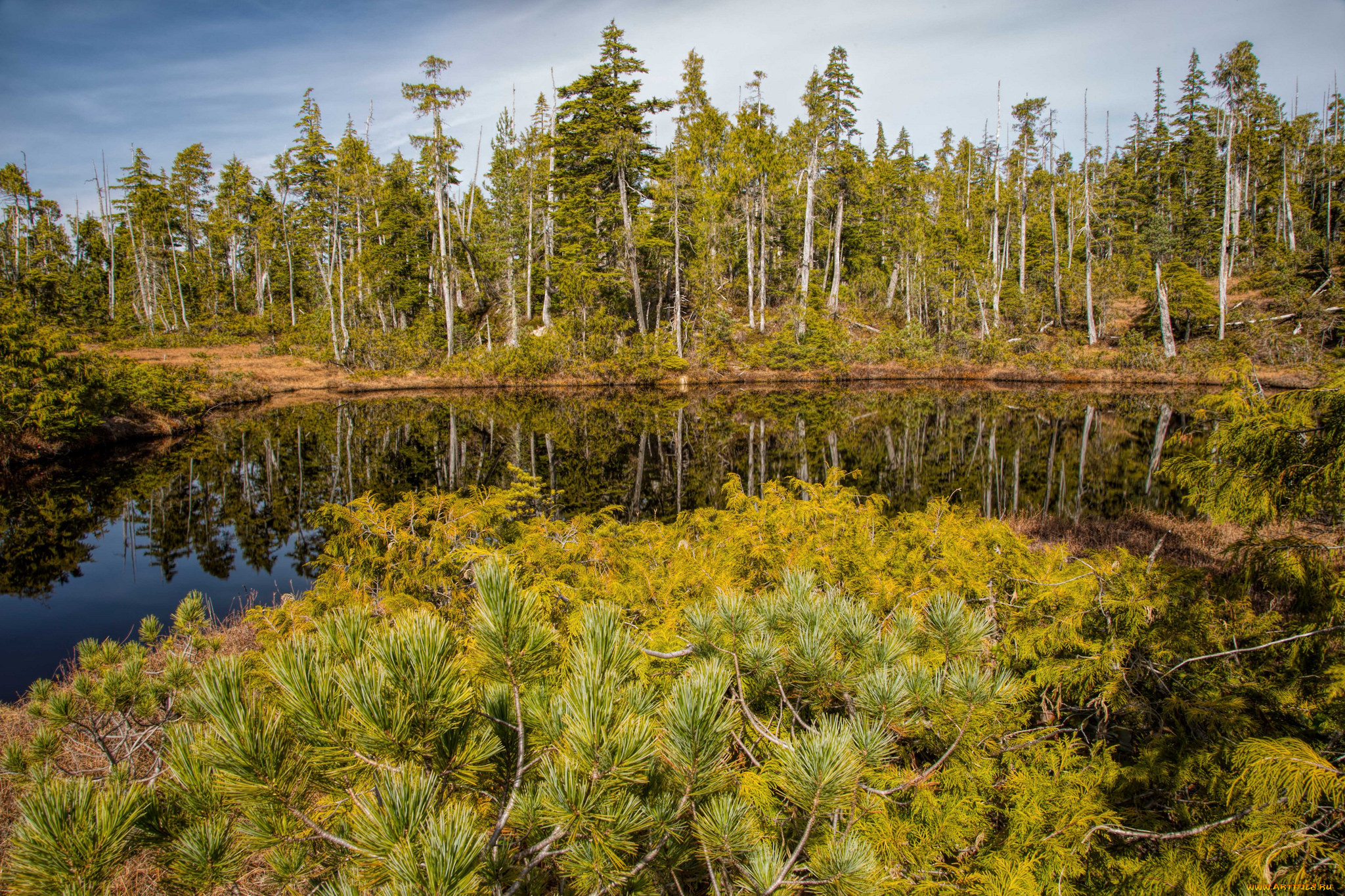 природа, реки, озера, река, лес
