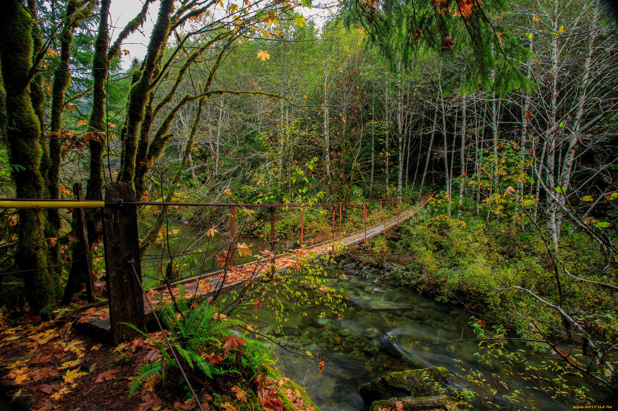 природа, реки, озера, река, лес, мост