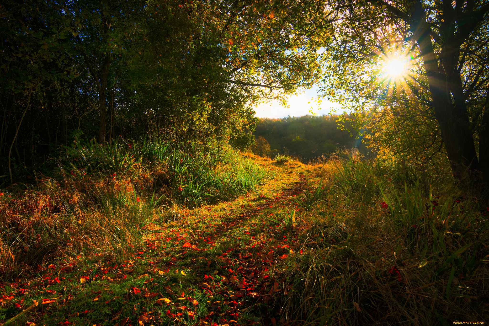 природа, восходы, закаты, тропинка, лес
