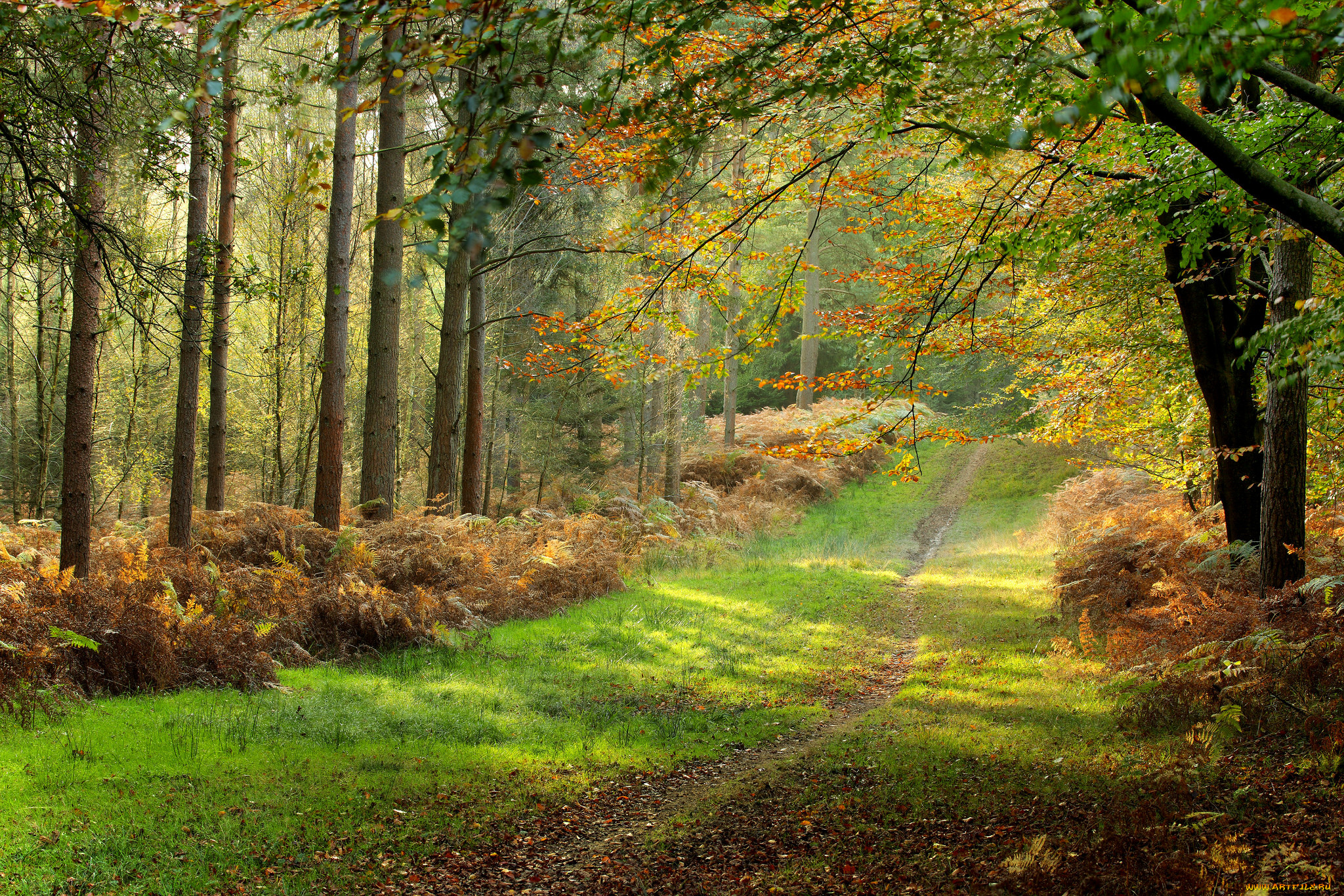 природа, дороги, тропинка, лес