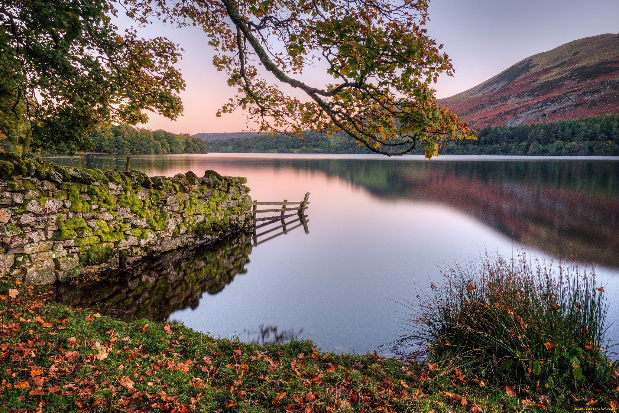 природа, реки, озера, река, лес