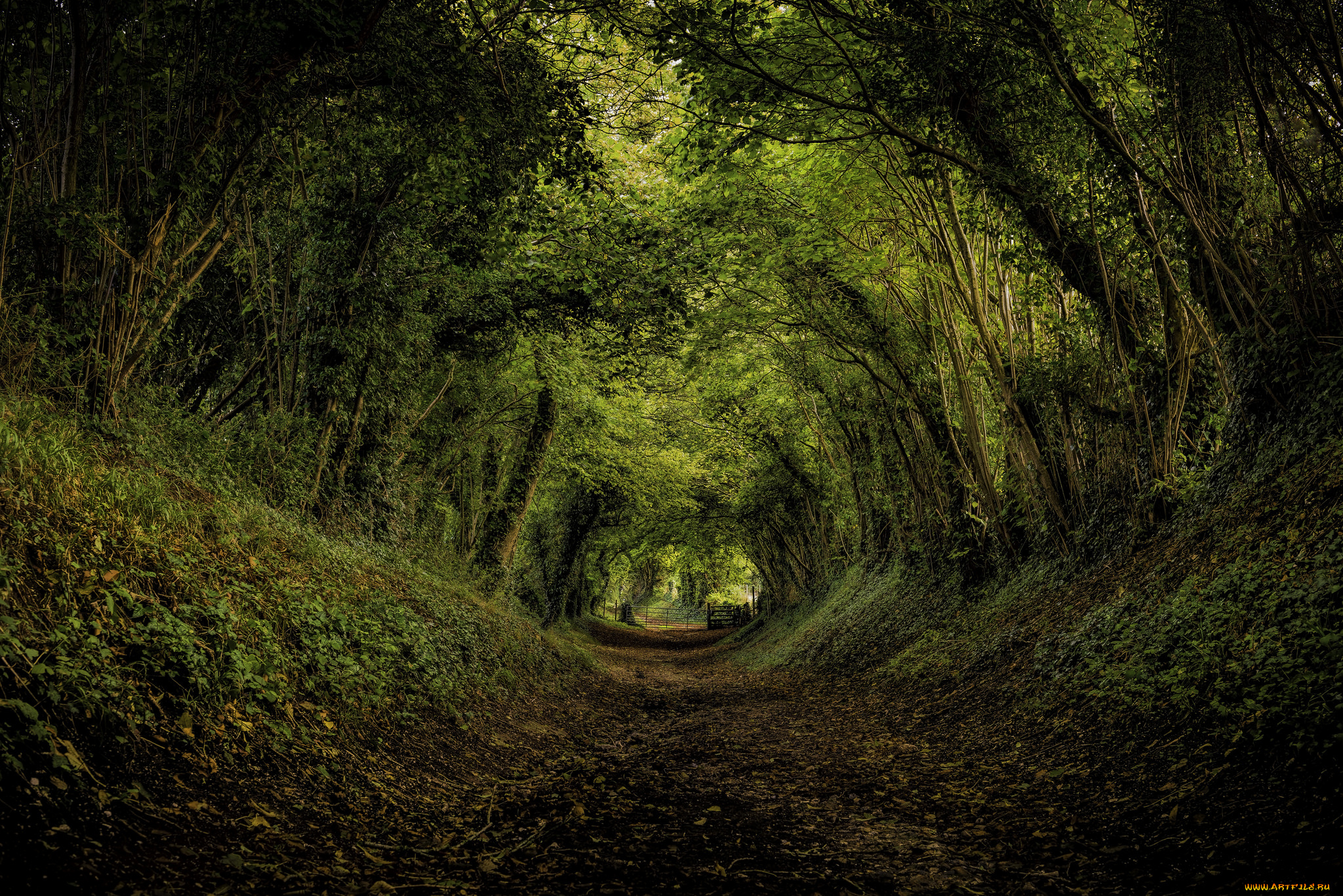 природа, дороги, тропинка, свод, кроны, деревья