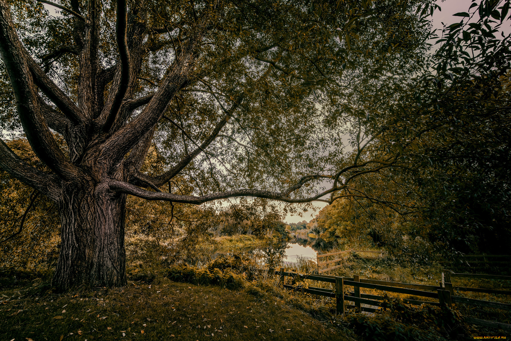 природа, реки, озера, лес, река, изгородь