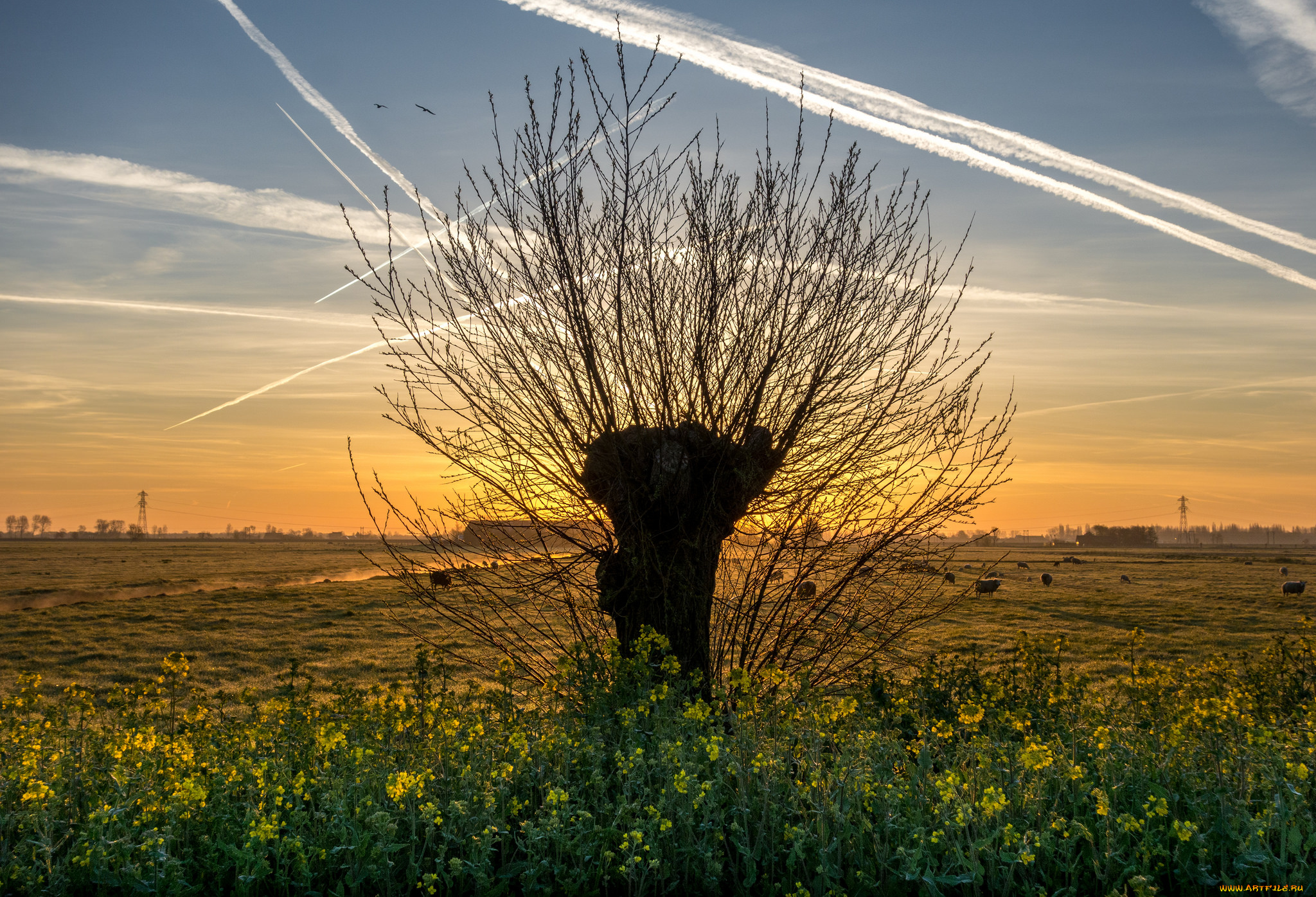 природа, деревья, рассвет