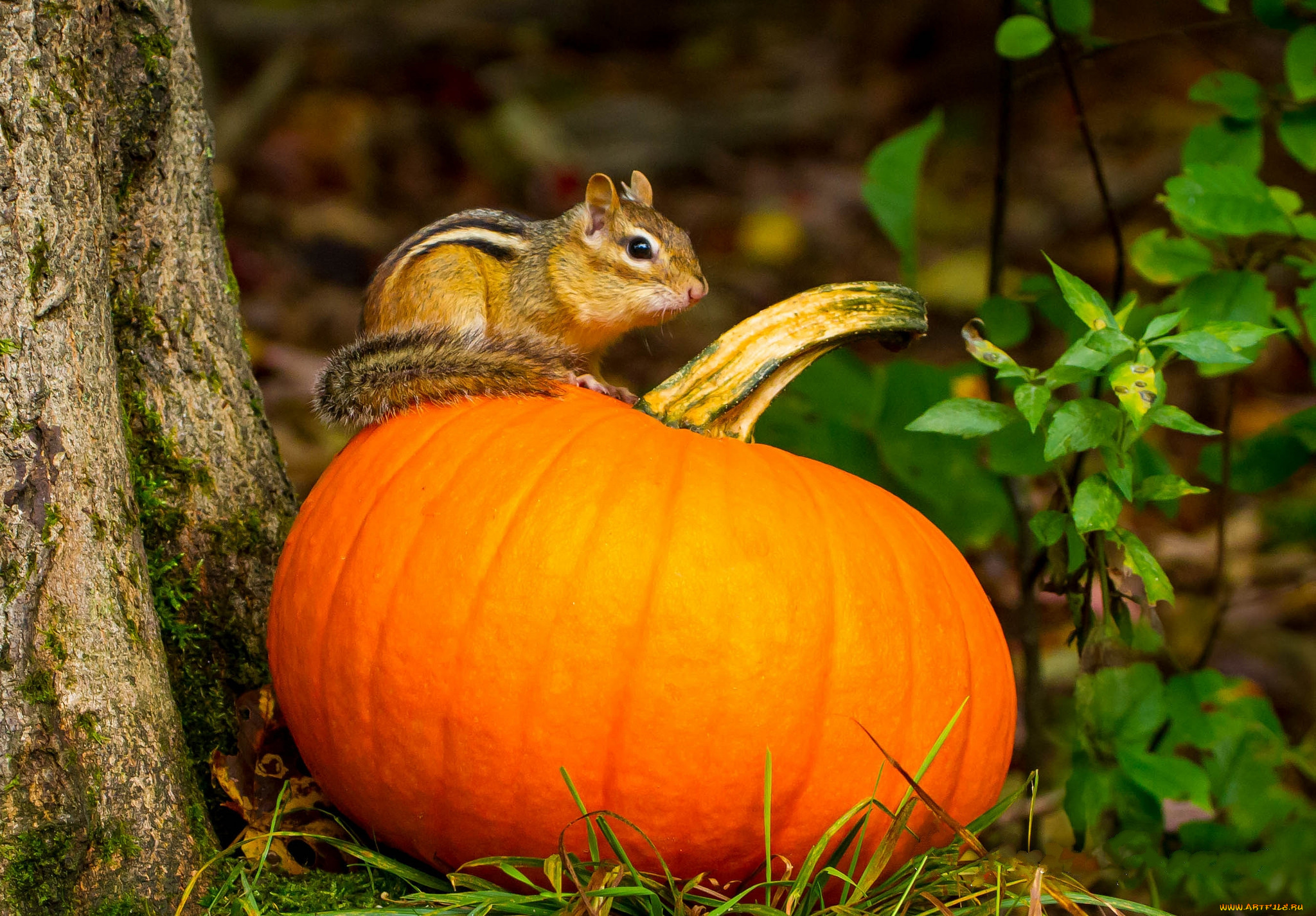 на, зиму, хватит, , животные, бурундуки, бурундучок, тыква