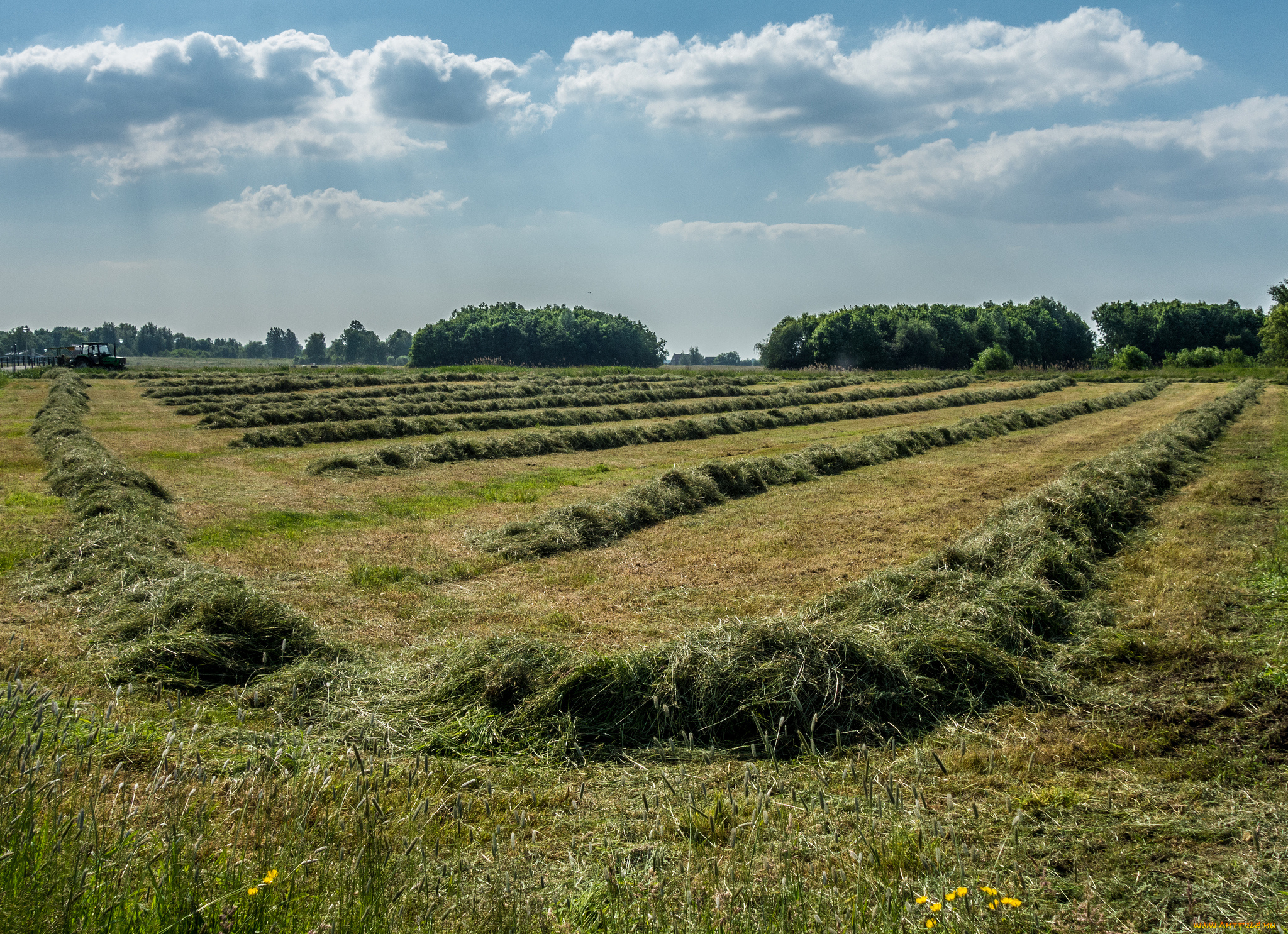 природа, поля, поле, покос
