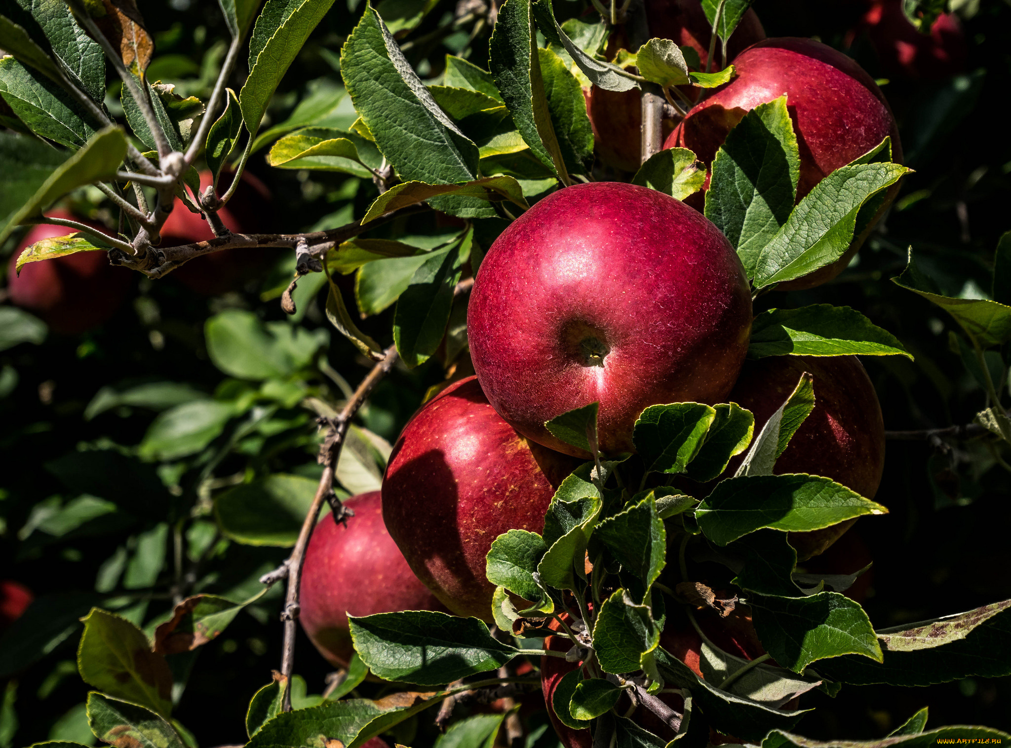 природа, плоды, яблоки