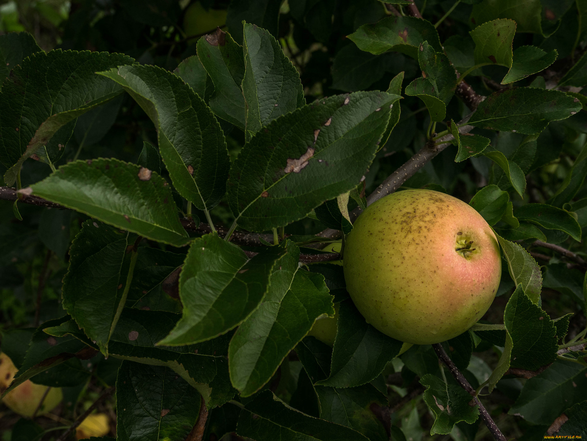 природа, плоды, яблоко