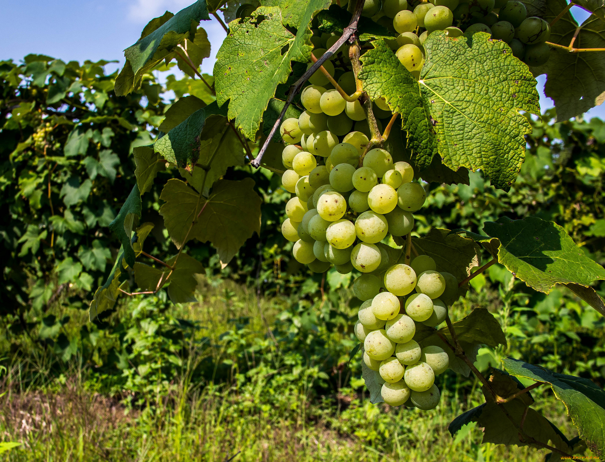 природа, Ягоды, , виноград, лоза
