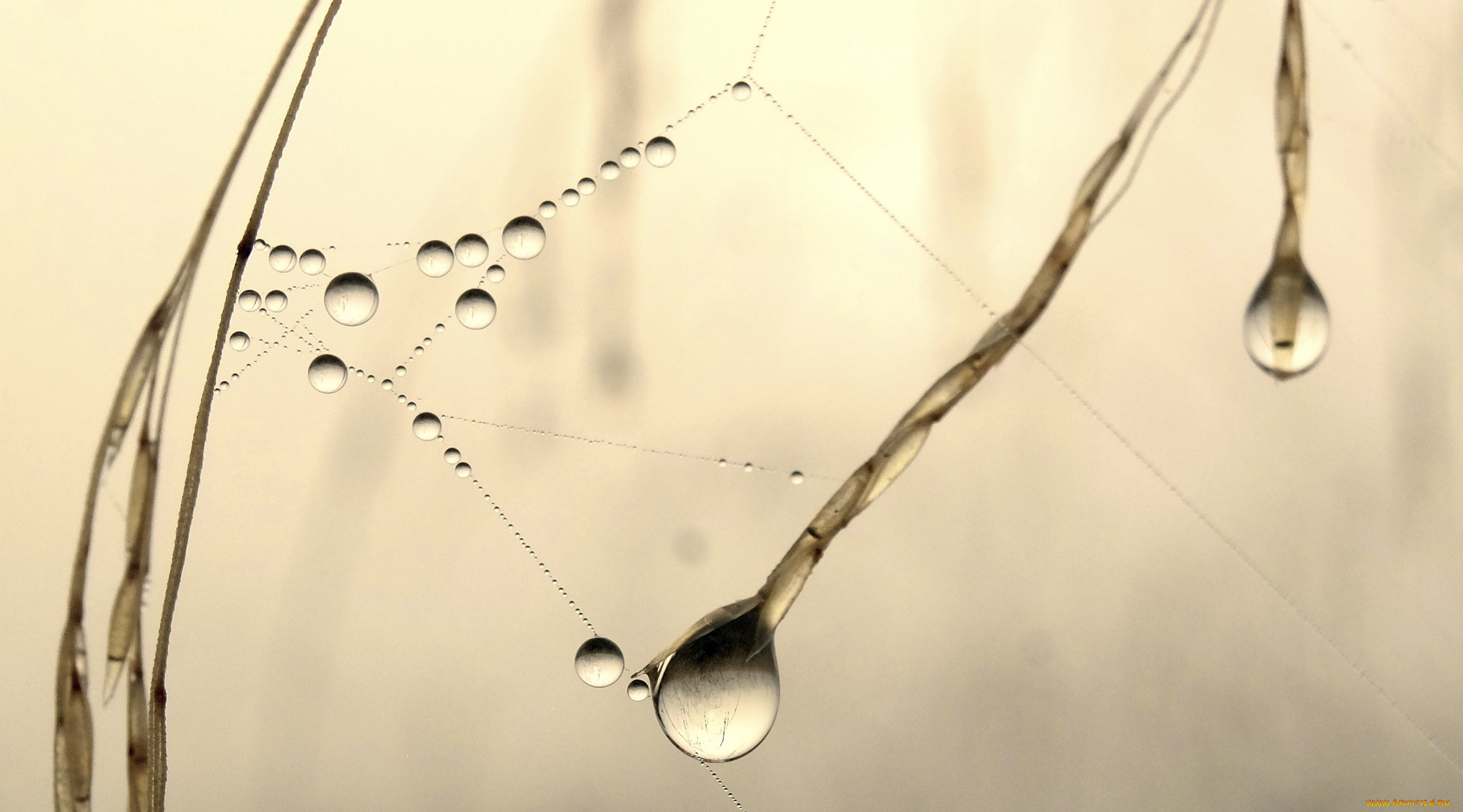 природа, макро, вода, роса, фон, капли, паутинка