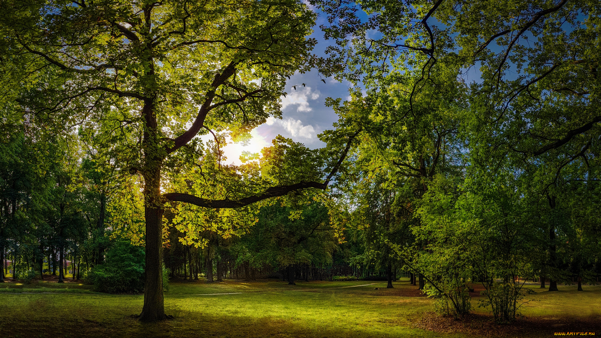 природа, лес, деревья