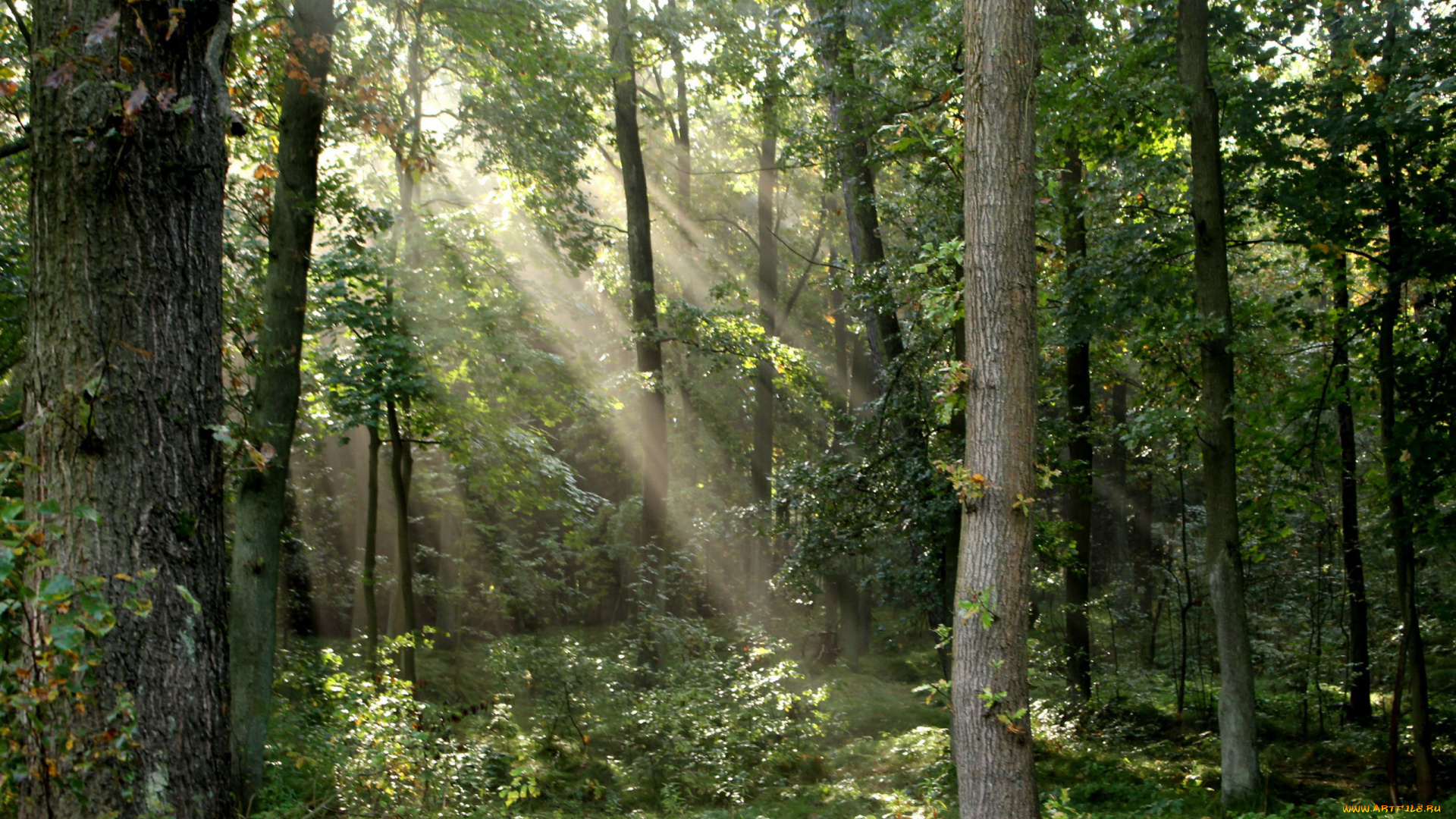 природа, лес, деревья
