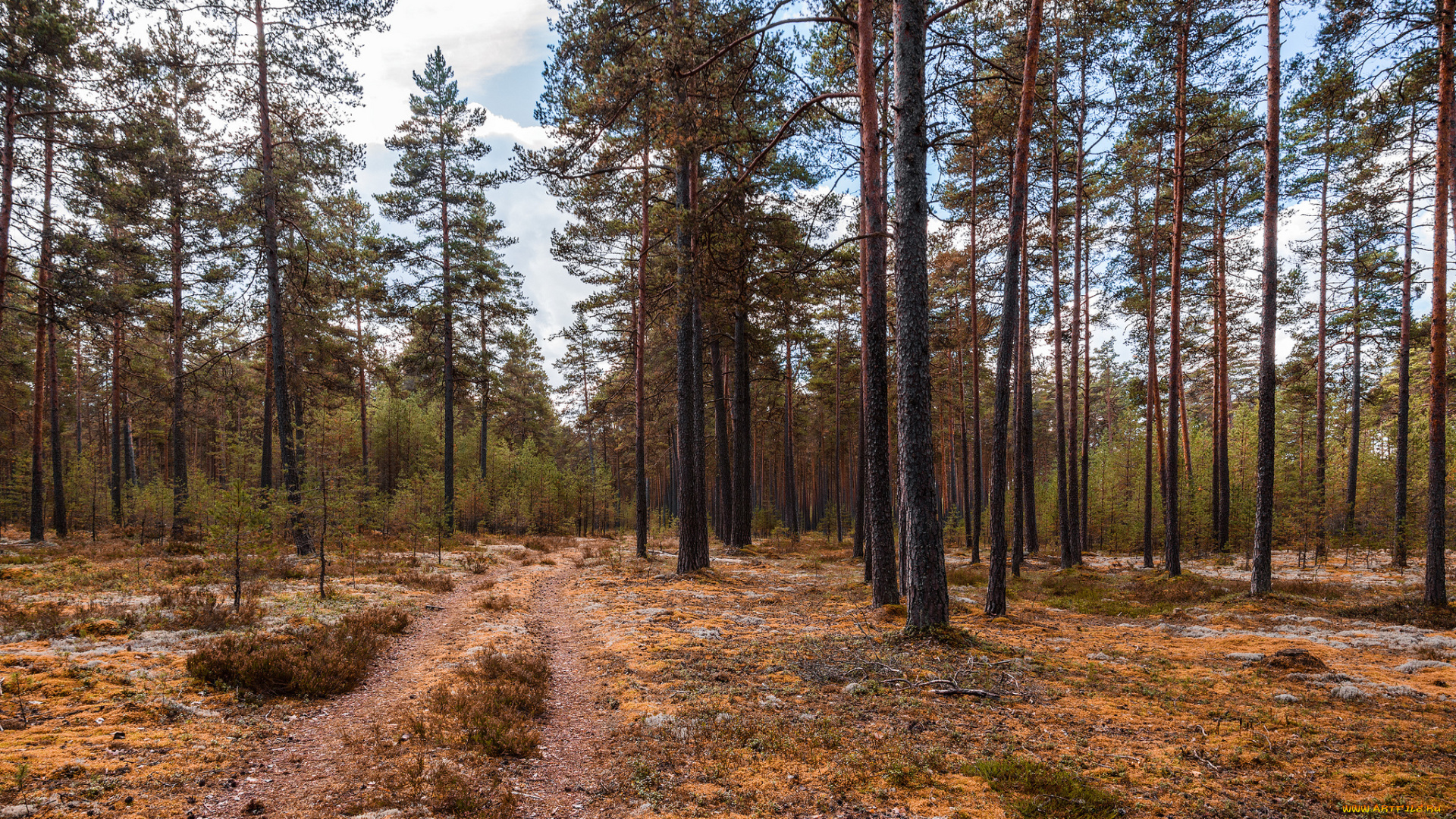 природа, лес, деревья