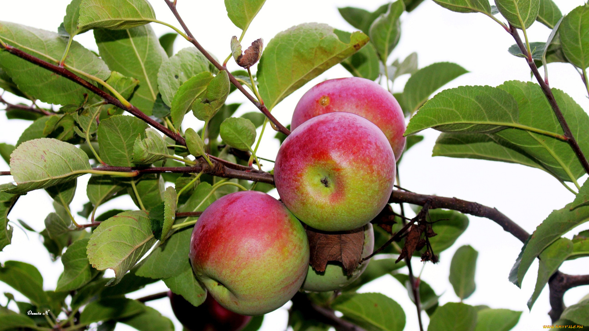 природа, плоды, ветка, яблоки, яблоня