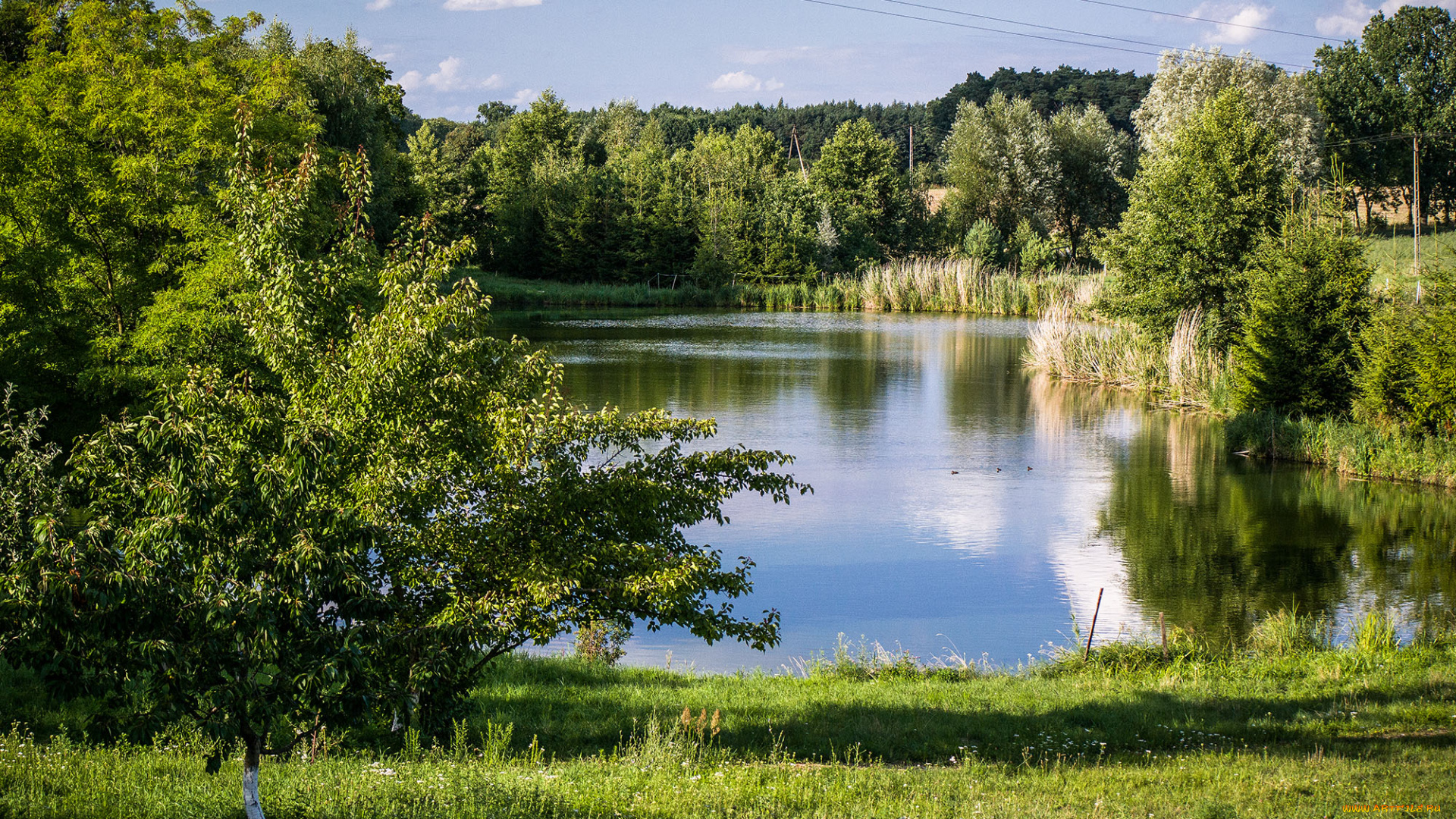 природа, реки, озера, лес, река