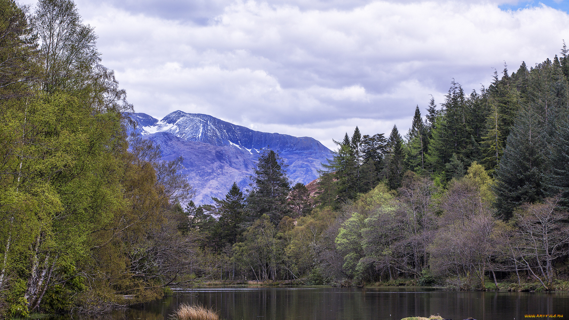 природа, реки, озера, река, лес