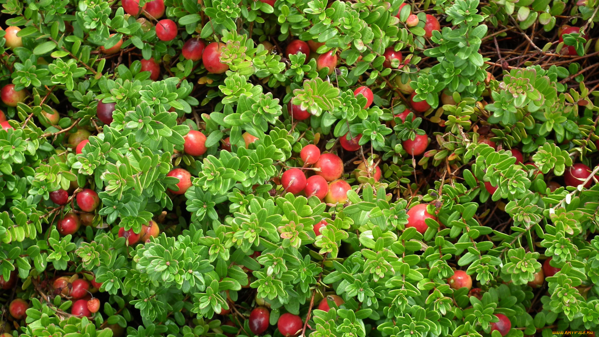 природа, Ягоды, клюква