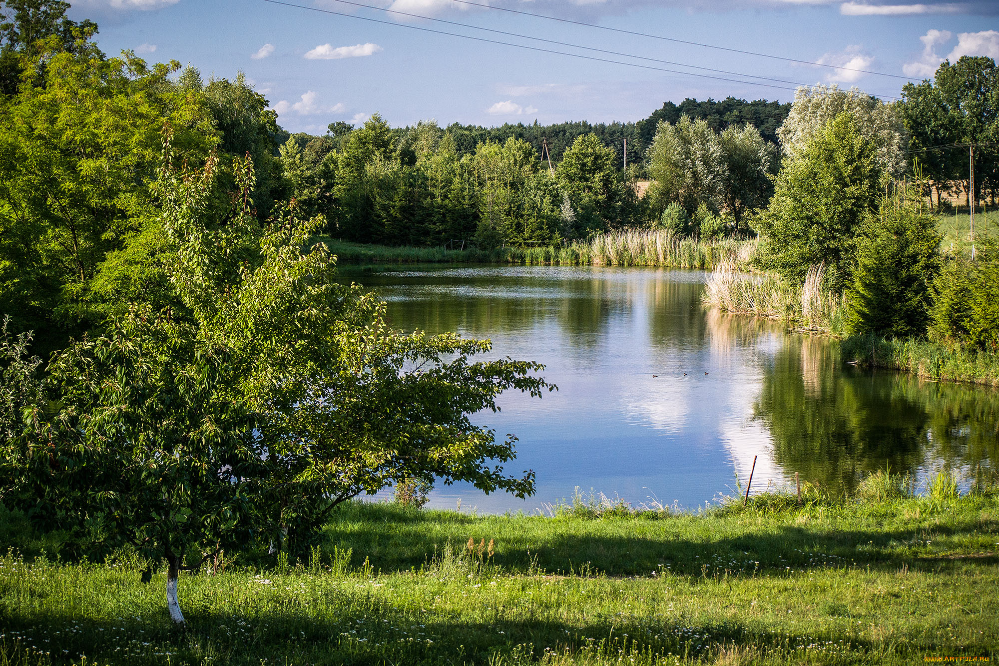 природа, реки, озера, лес, река