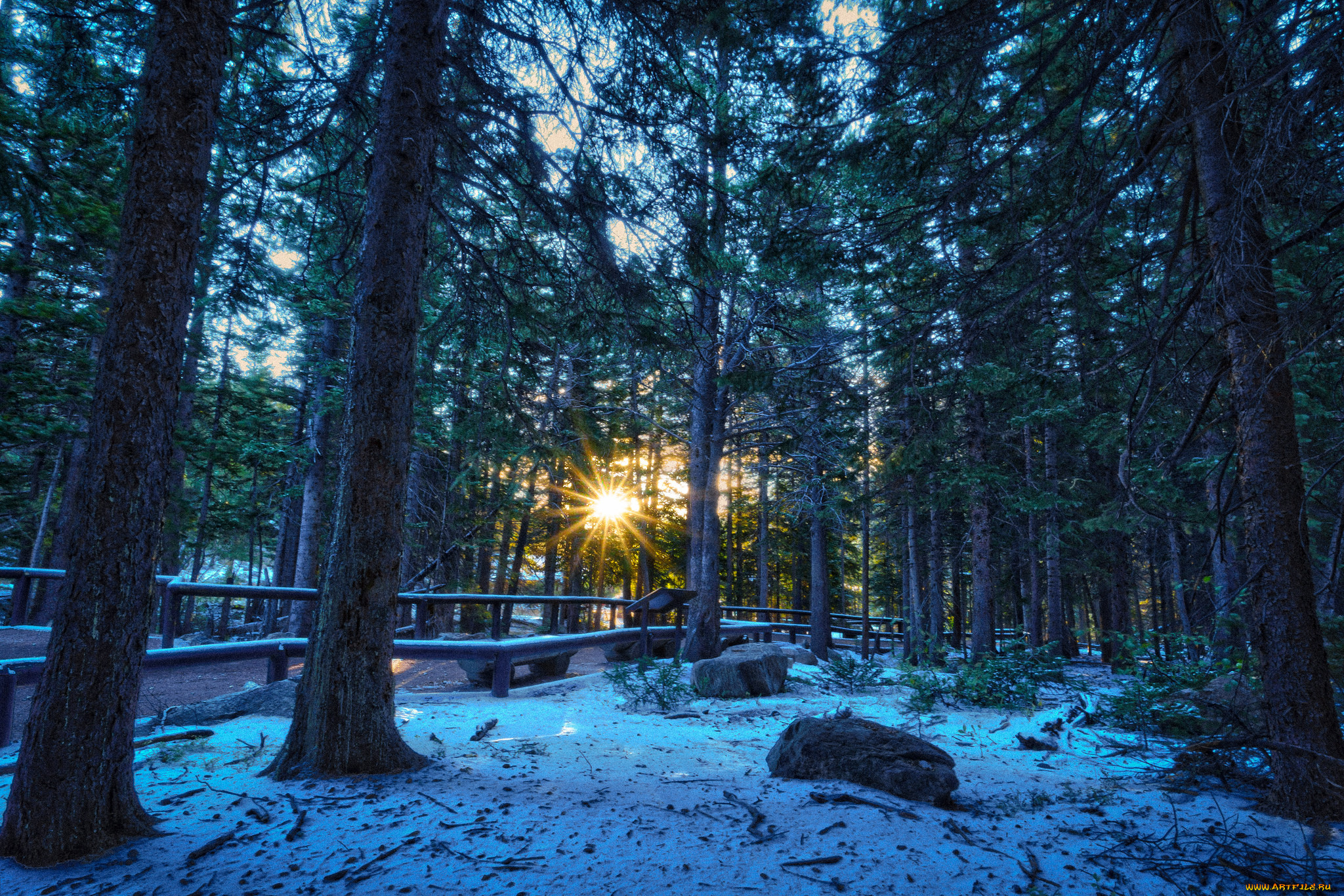 природа, лес, деревья