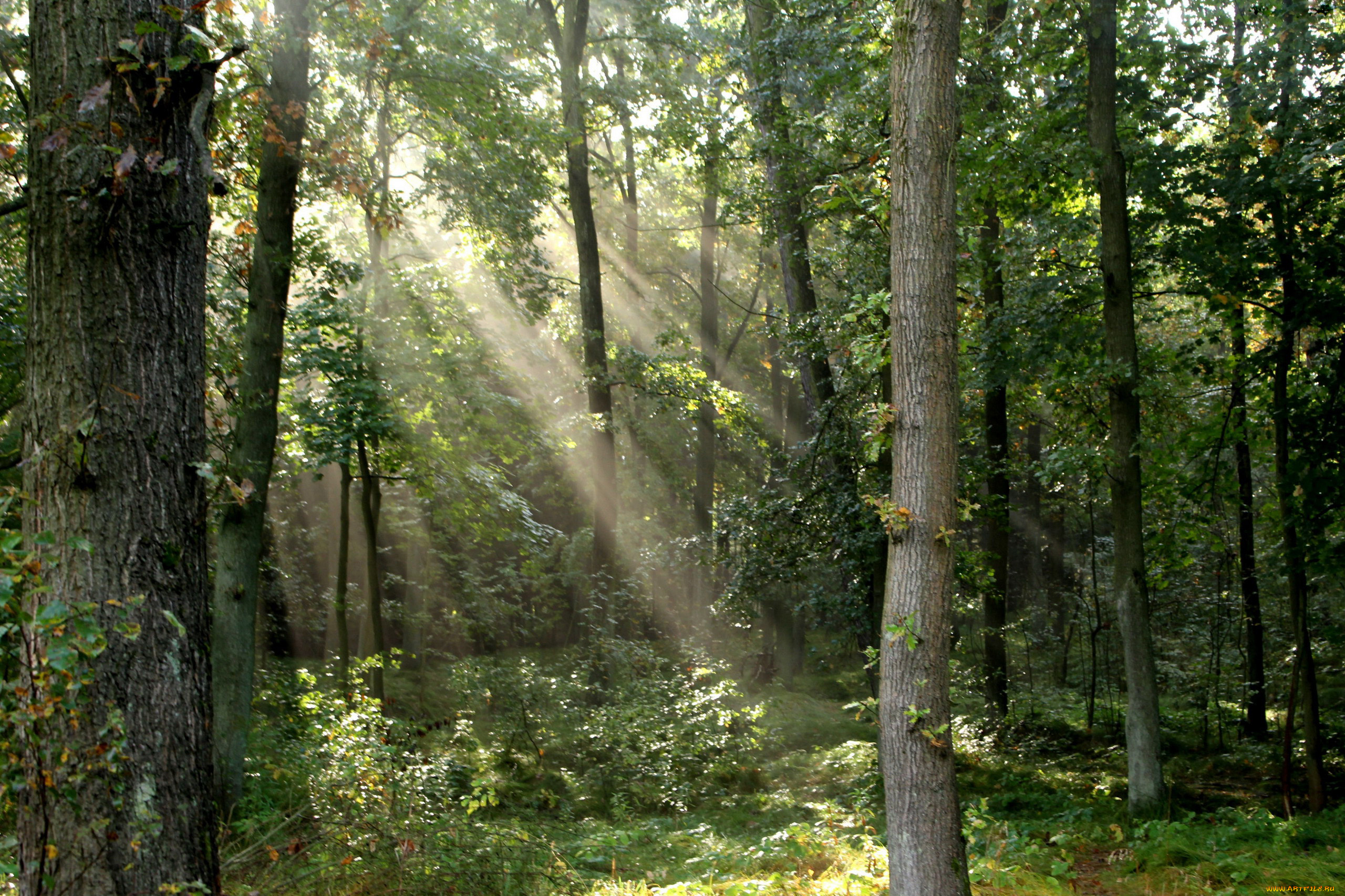 природа, лес, деревья