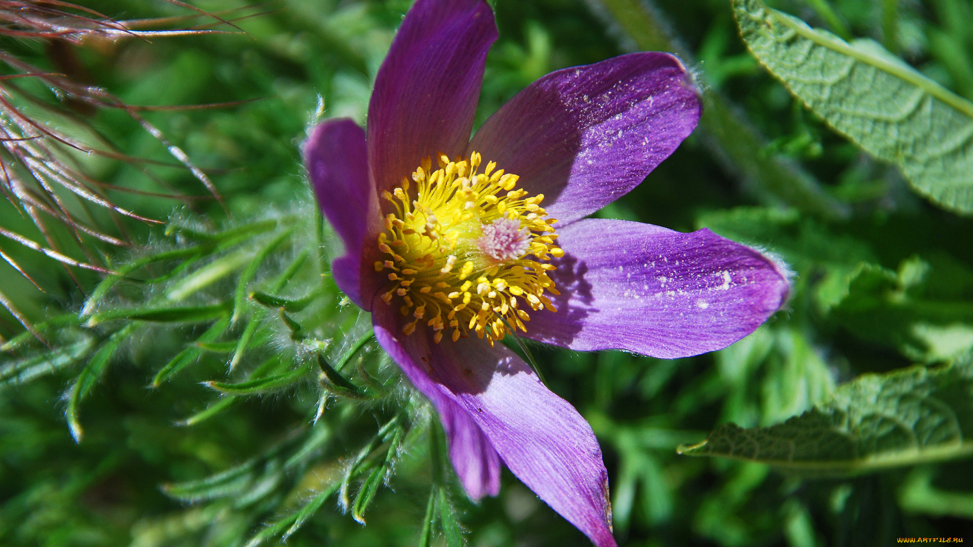 цветы, анемоны, , сон-трава, цветок