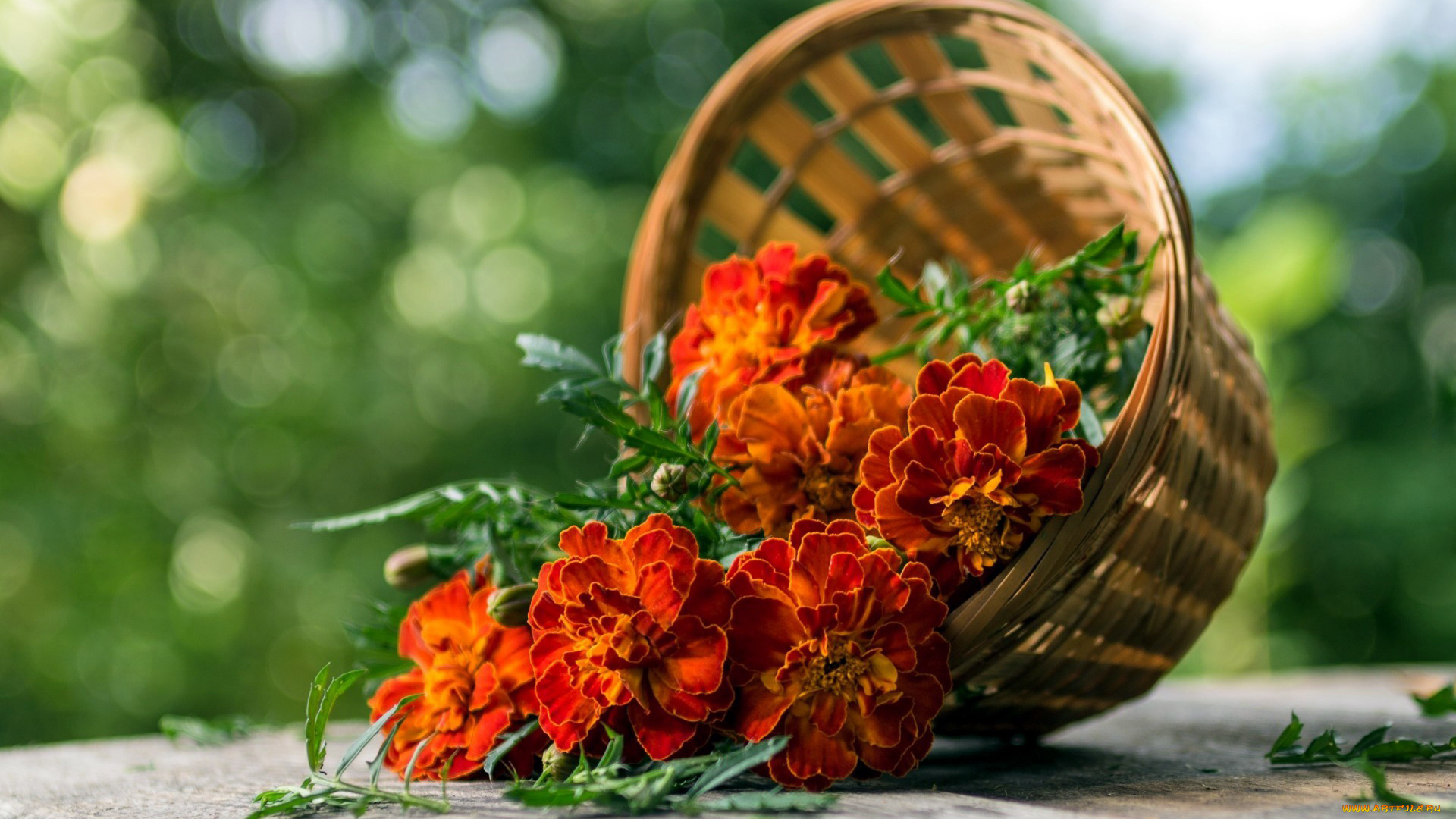 цветы, бархатцы, тагетес, корзинка