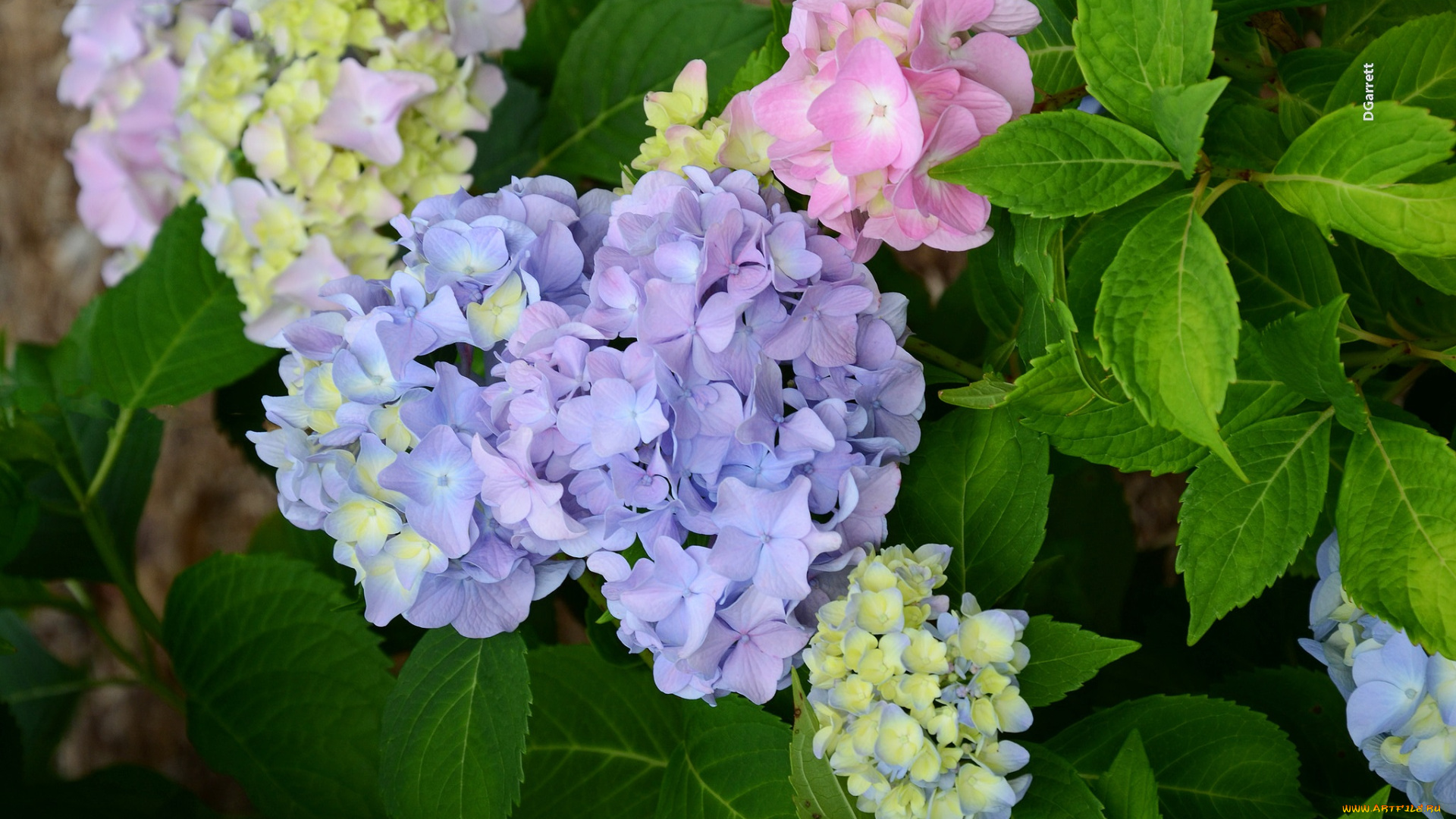 цветы, гортензия