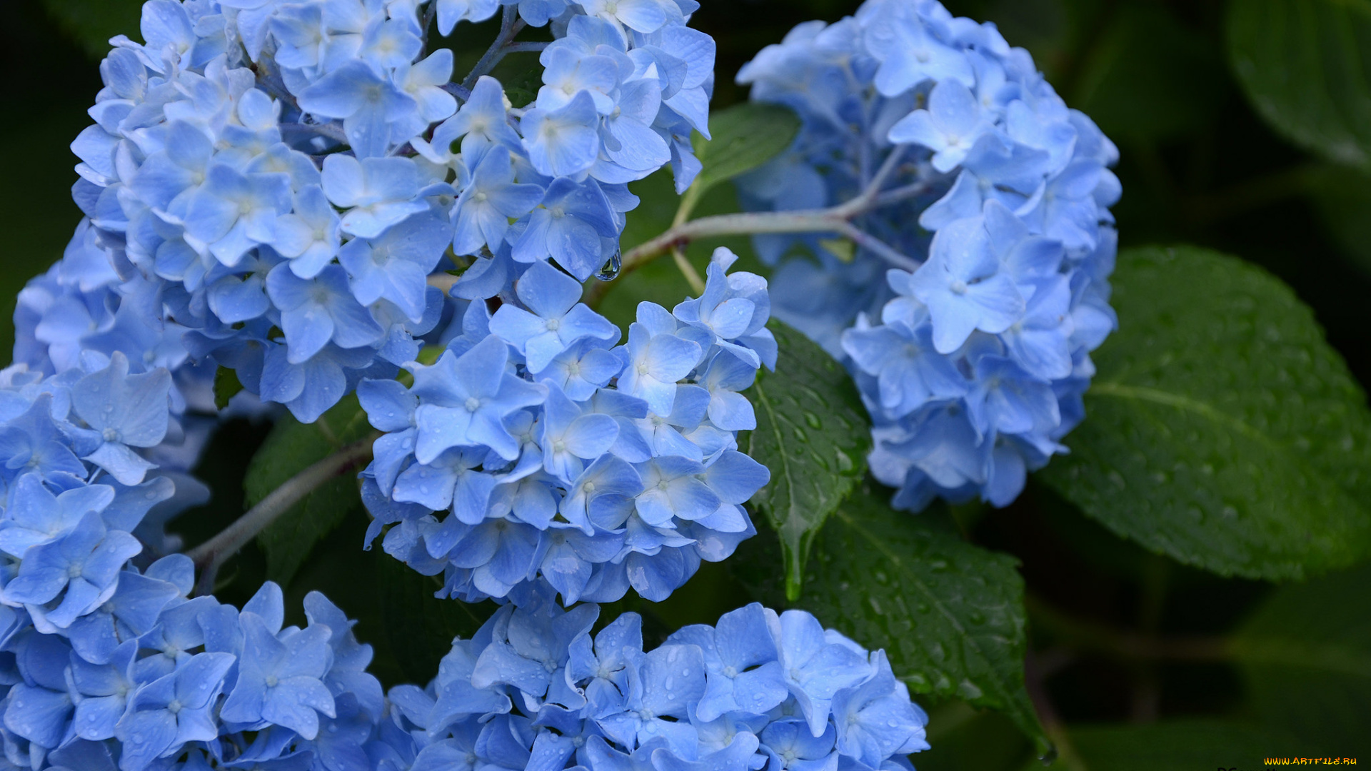 цветы, гортензия, голубые