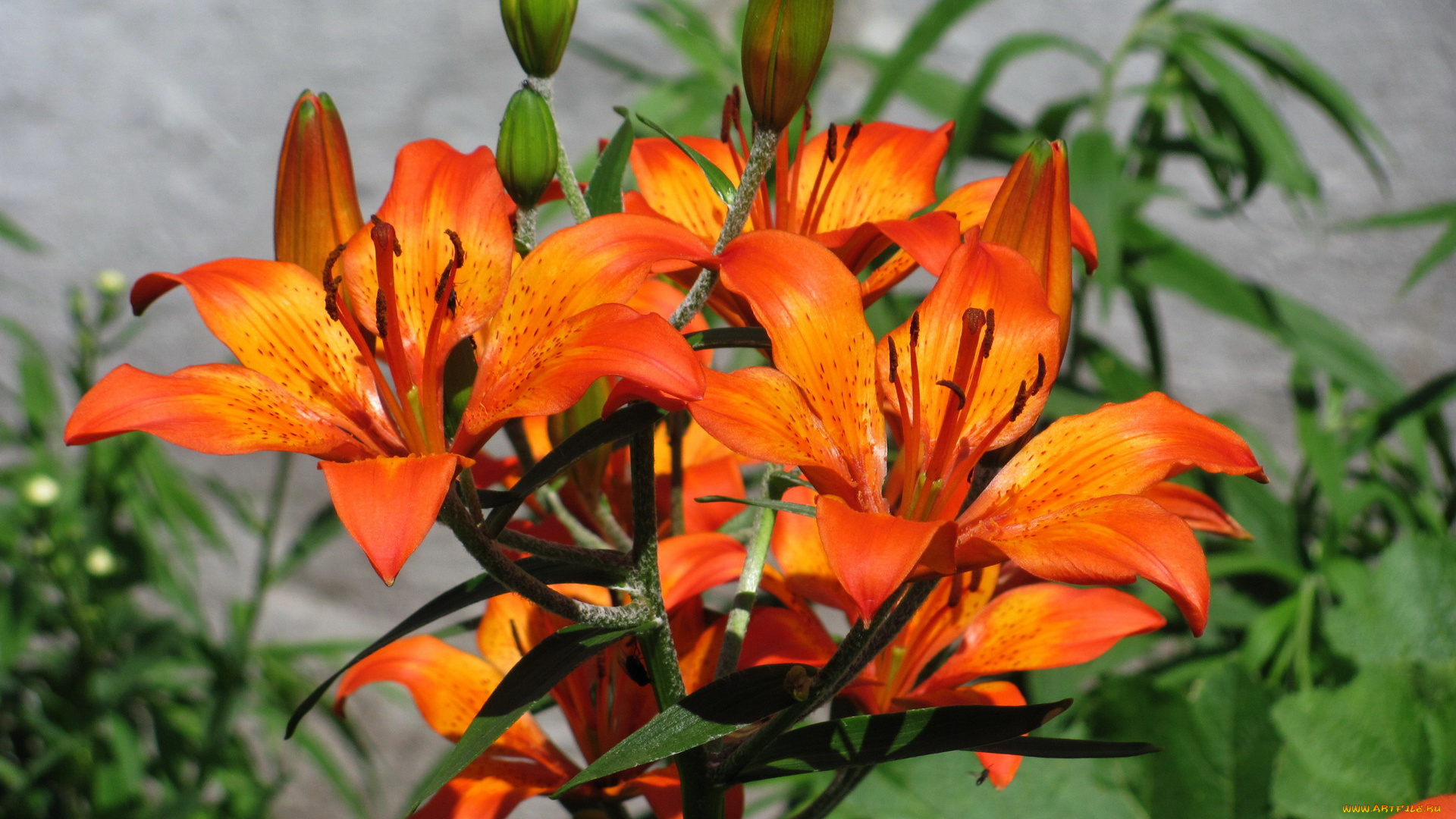 цветы, лилии, , лилейники, оранжевый