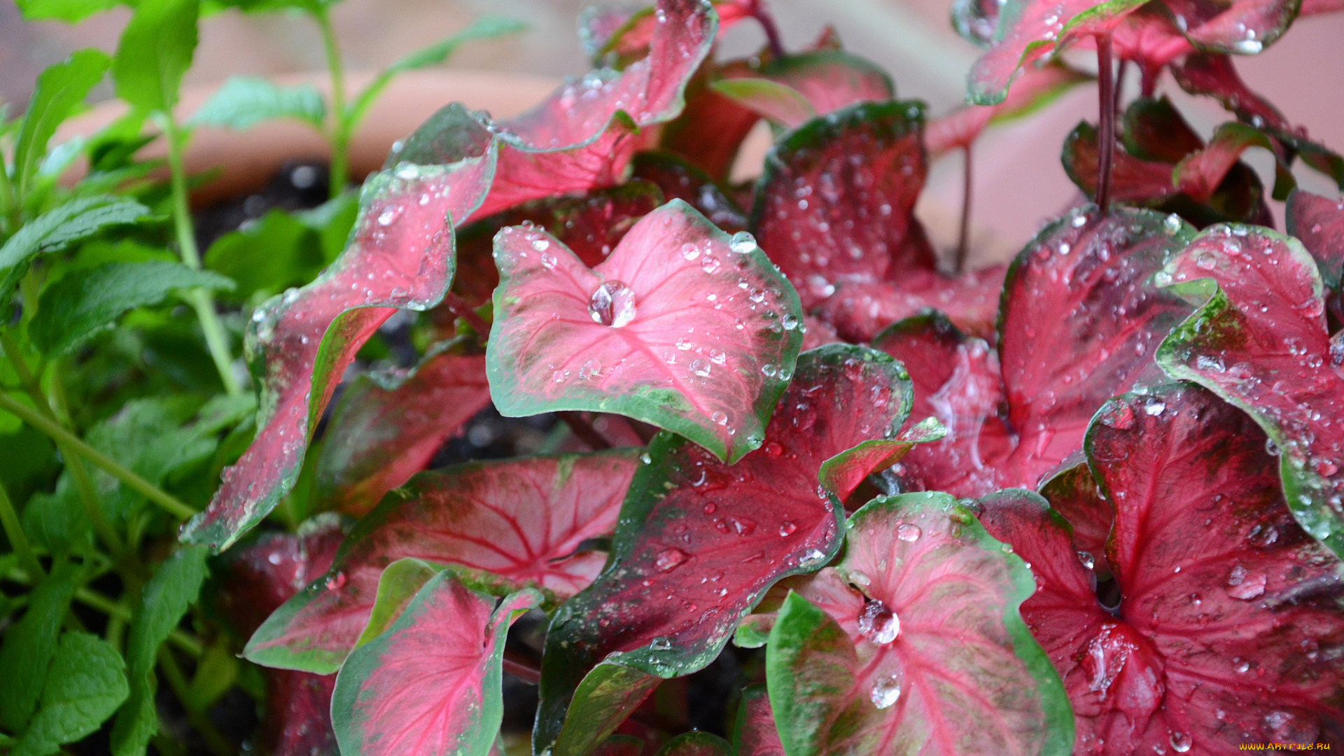 цветы, листья