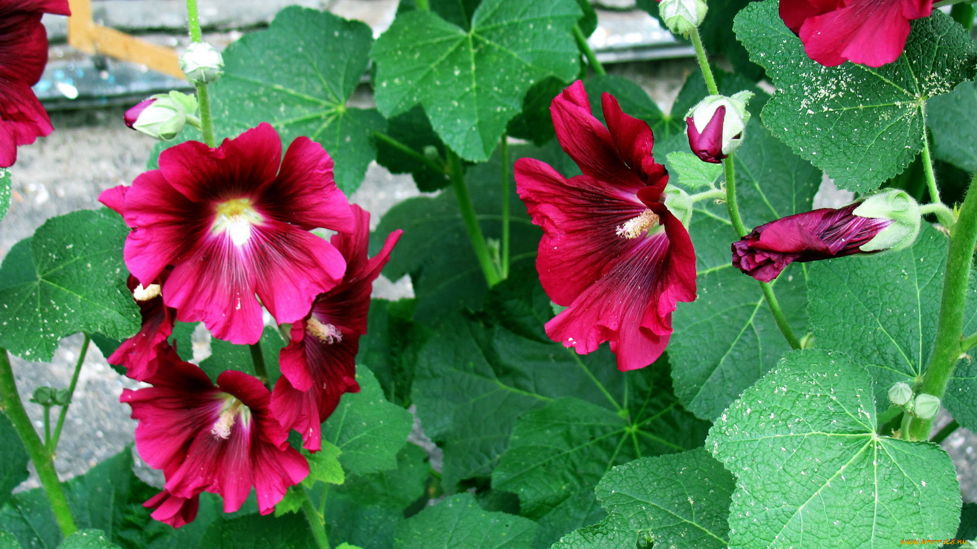 цветы, мальвы, бордо