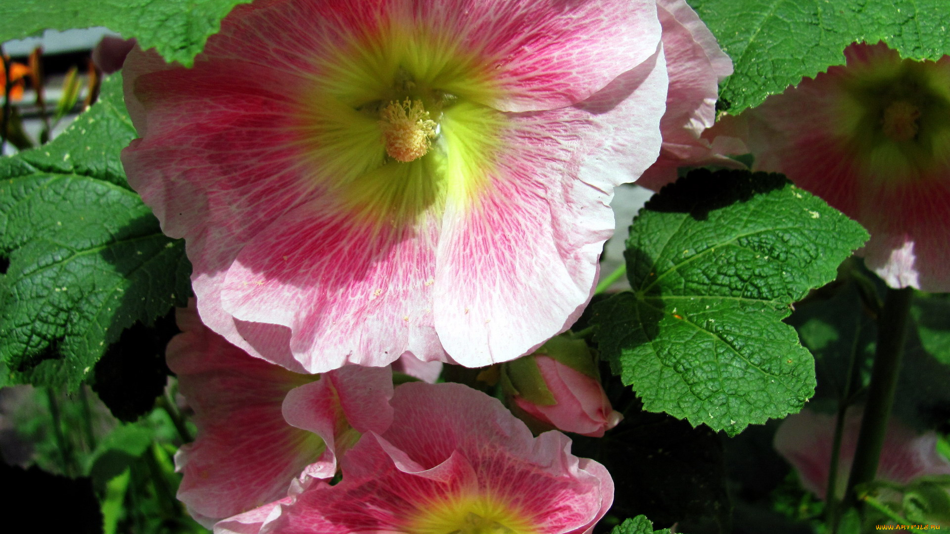 цветы, мальвы, макро