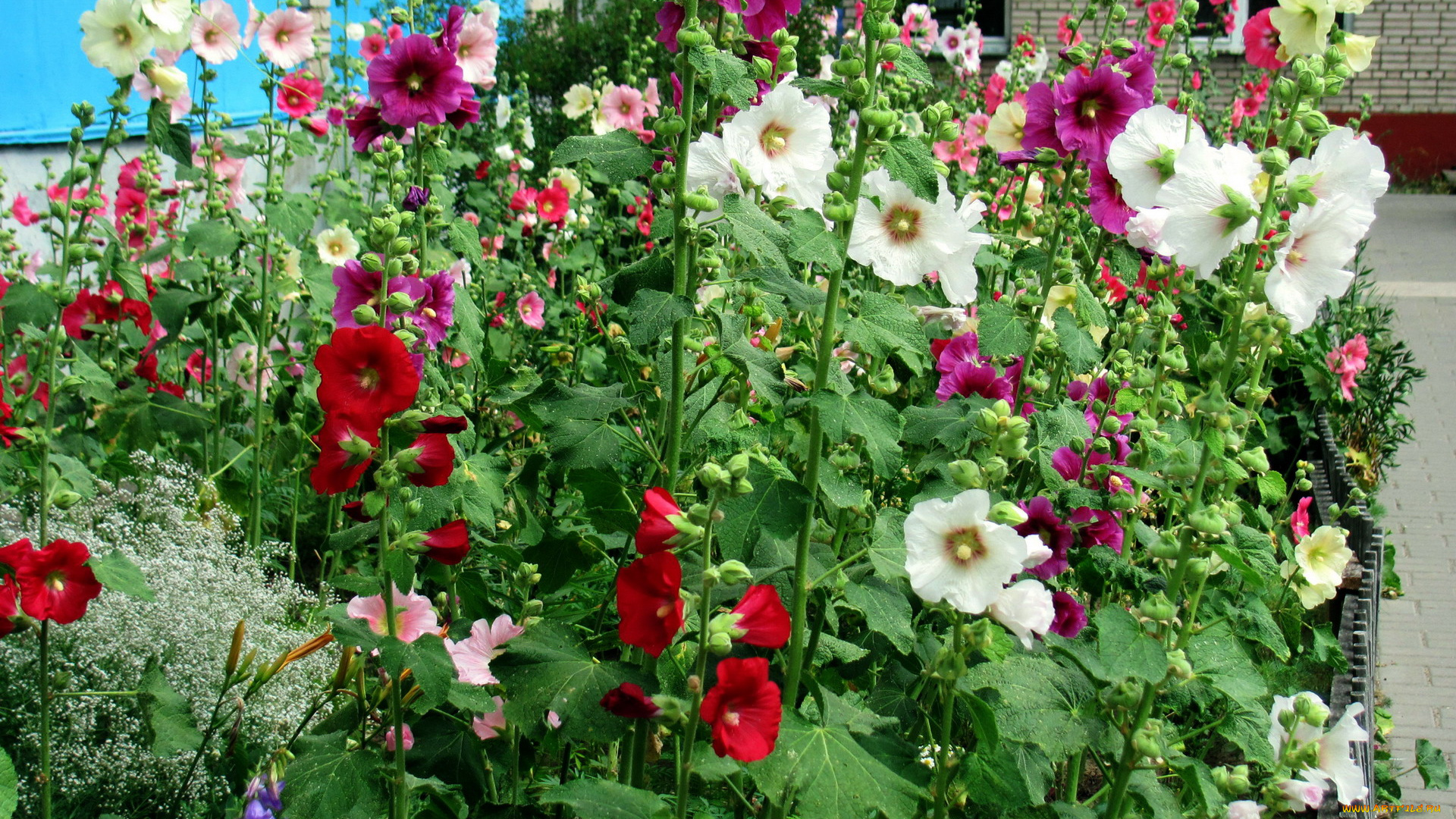 цветы, мальвы, много