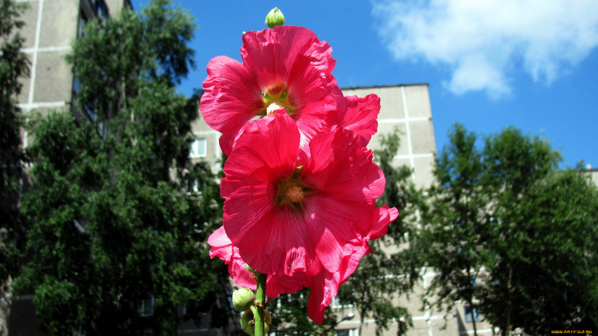 цветы, мальвы, розовый