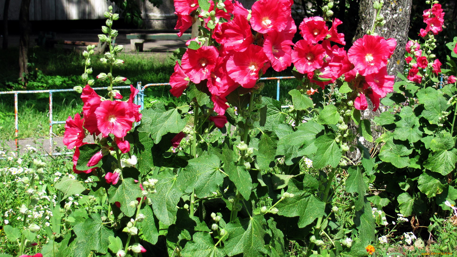 цветы, мальвы, розовый