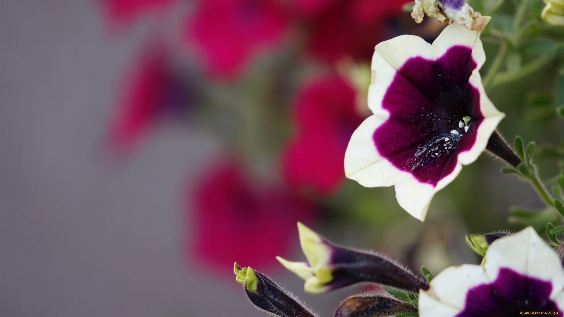 цветы, петунии, , калибрахоа