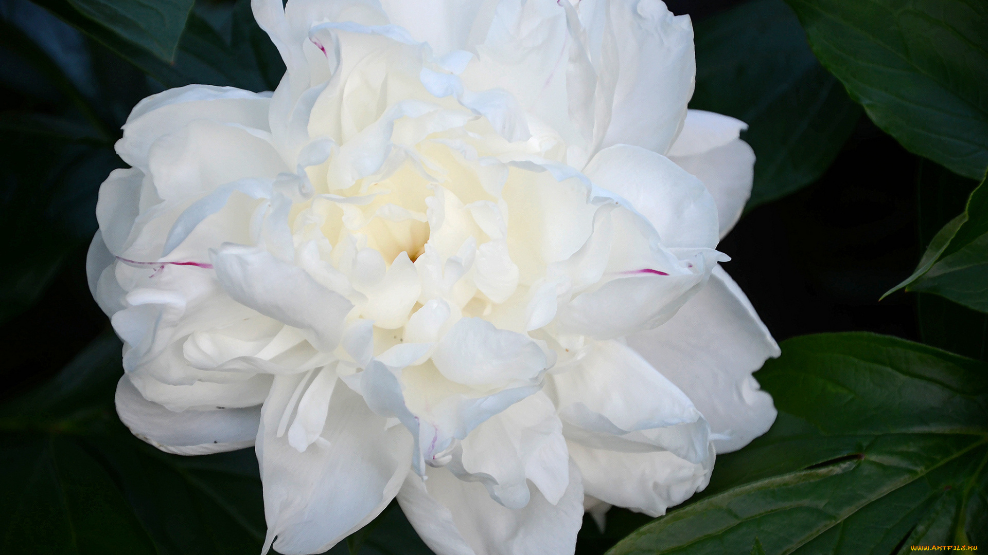 цветы, пионы, пион